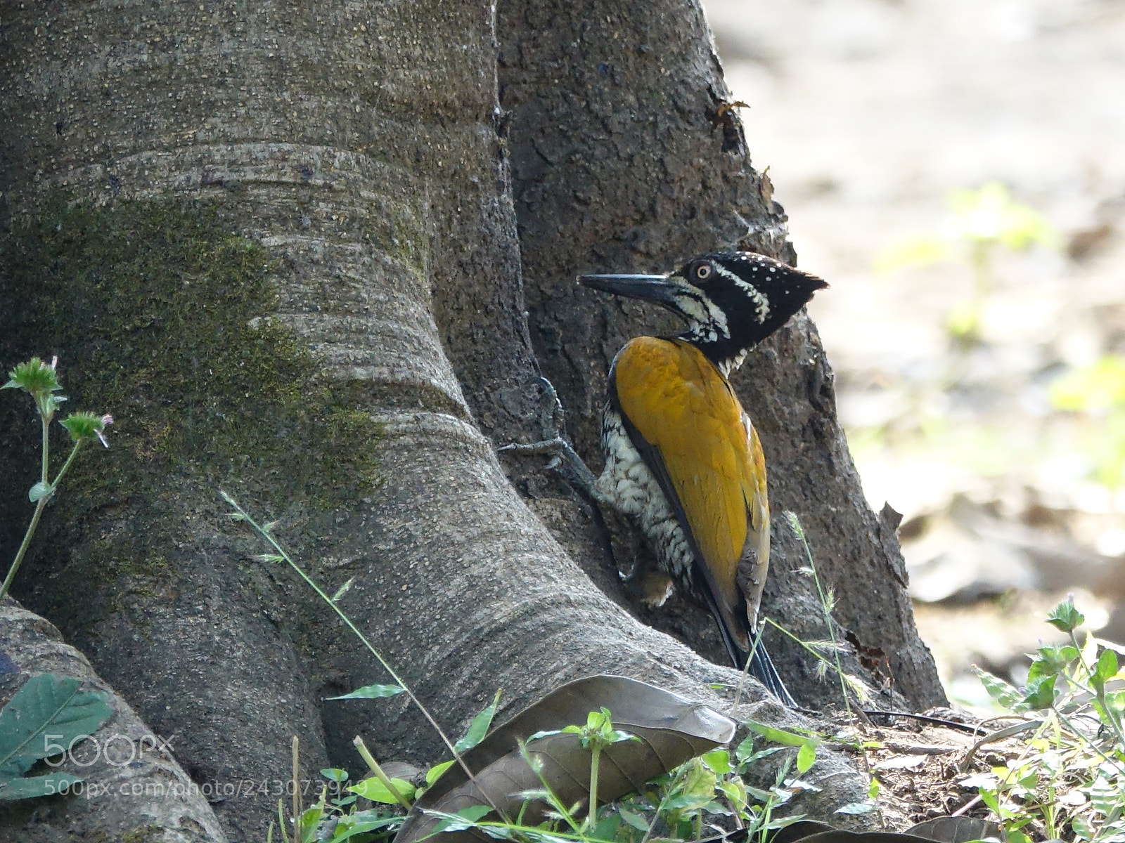 Sony Cyber-shot DSC-RX10 III sample photo. Greater flameback woodpecker photography