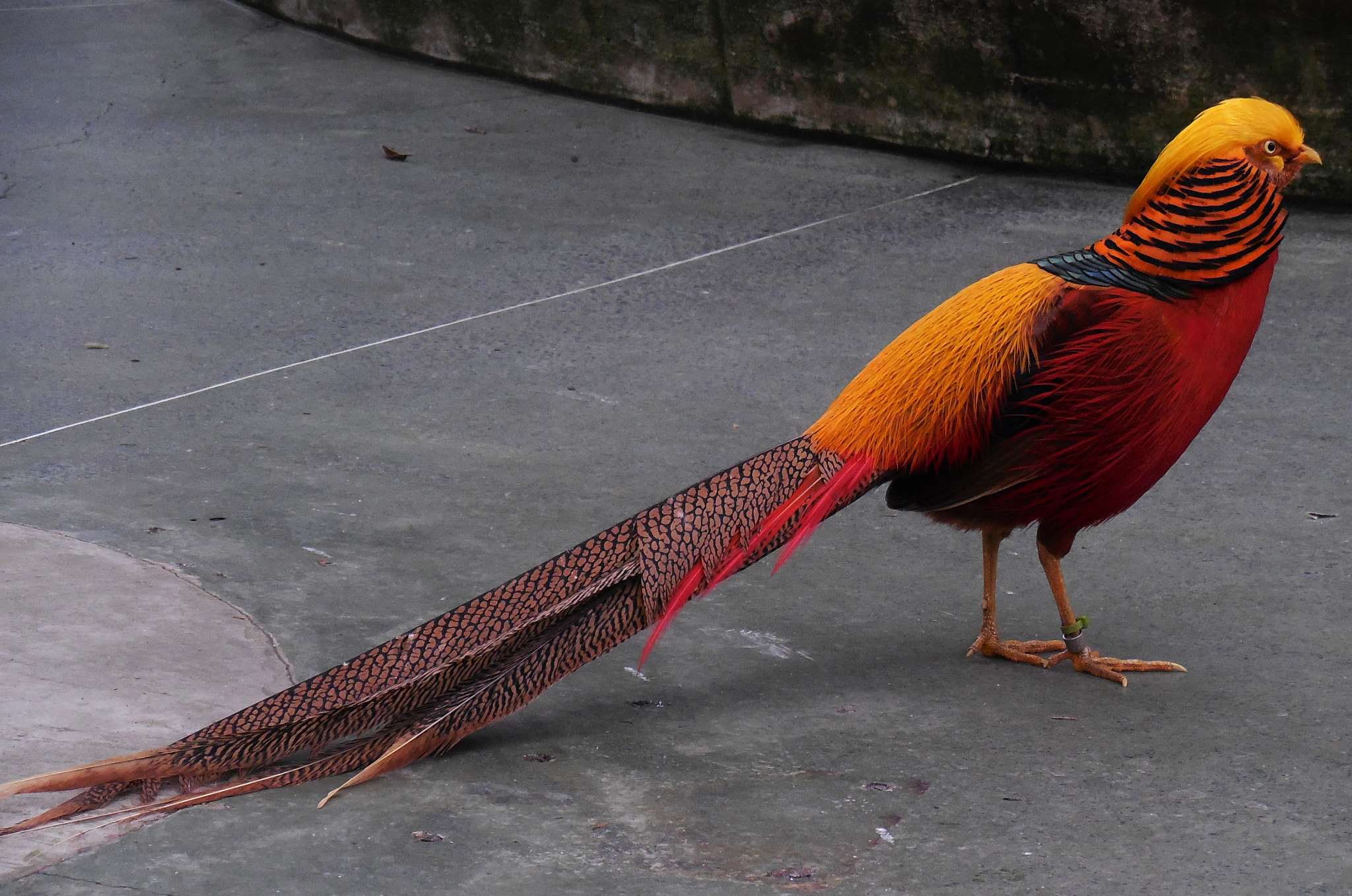 Nikon Coolpix S6500 sample photo. Golden pheasant photography
