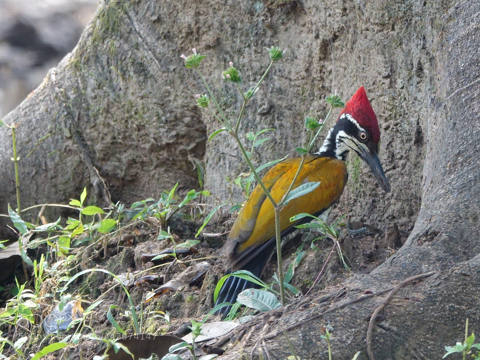 Sony Cyber-shot DSC-RX10 III sample photo. Black-rumped flameback woodpecker photography