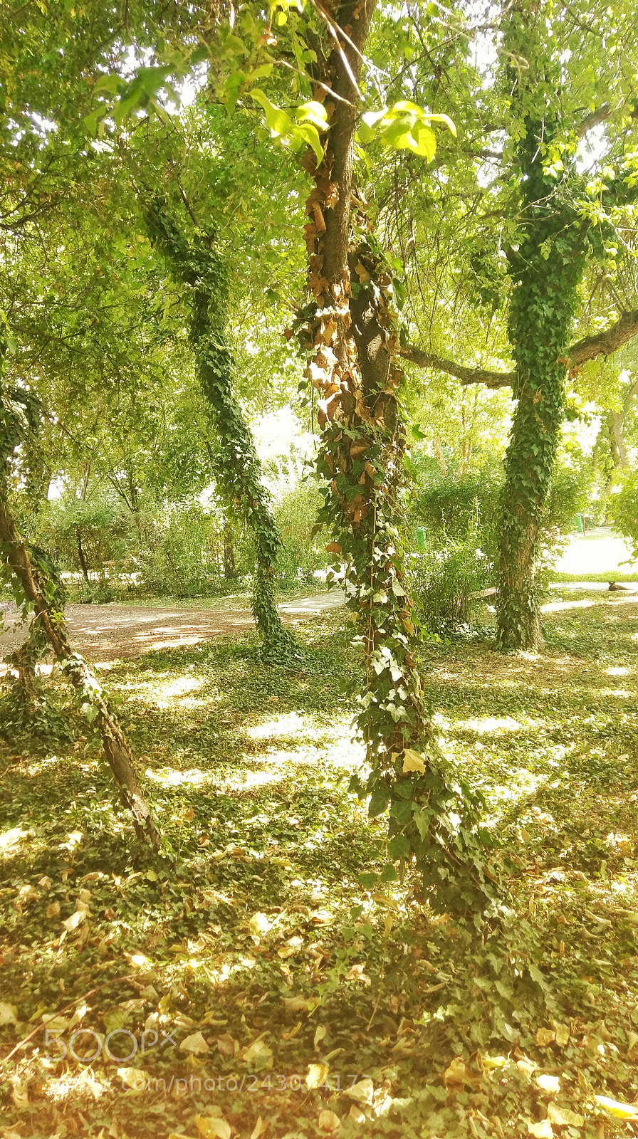 HTC 10 sample photo. Urban forest photography