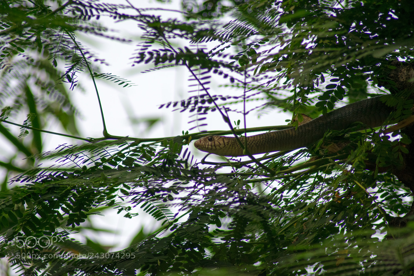 Nikon D3400 sample photo. Rat snake photography