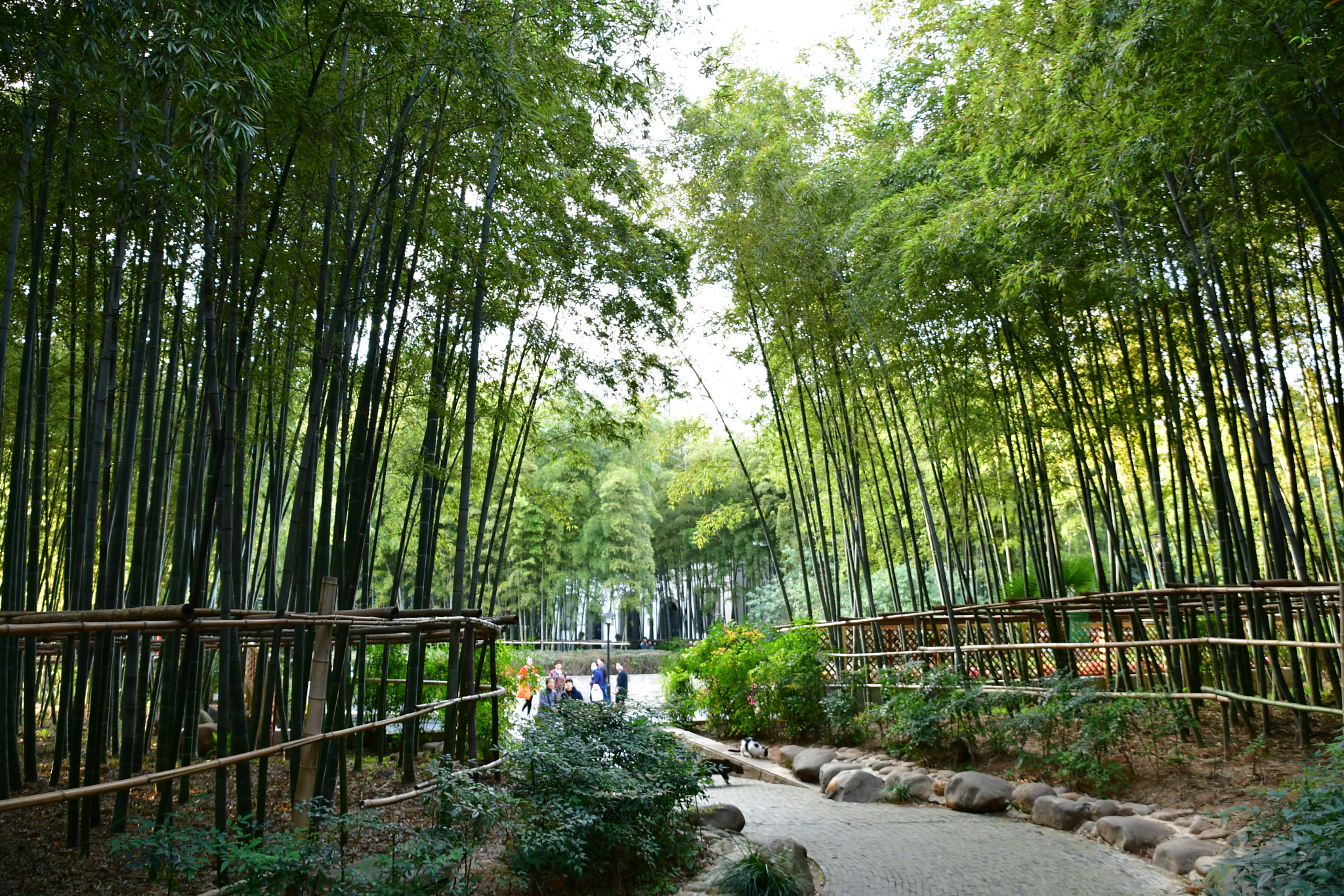 Nikon D7500 sample photo. Bamboo garden  photography