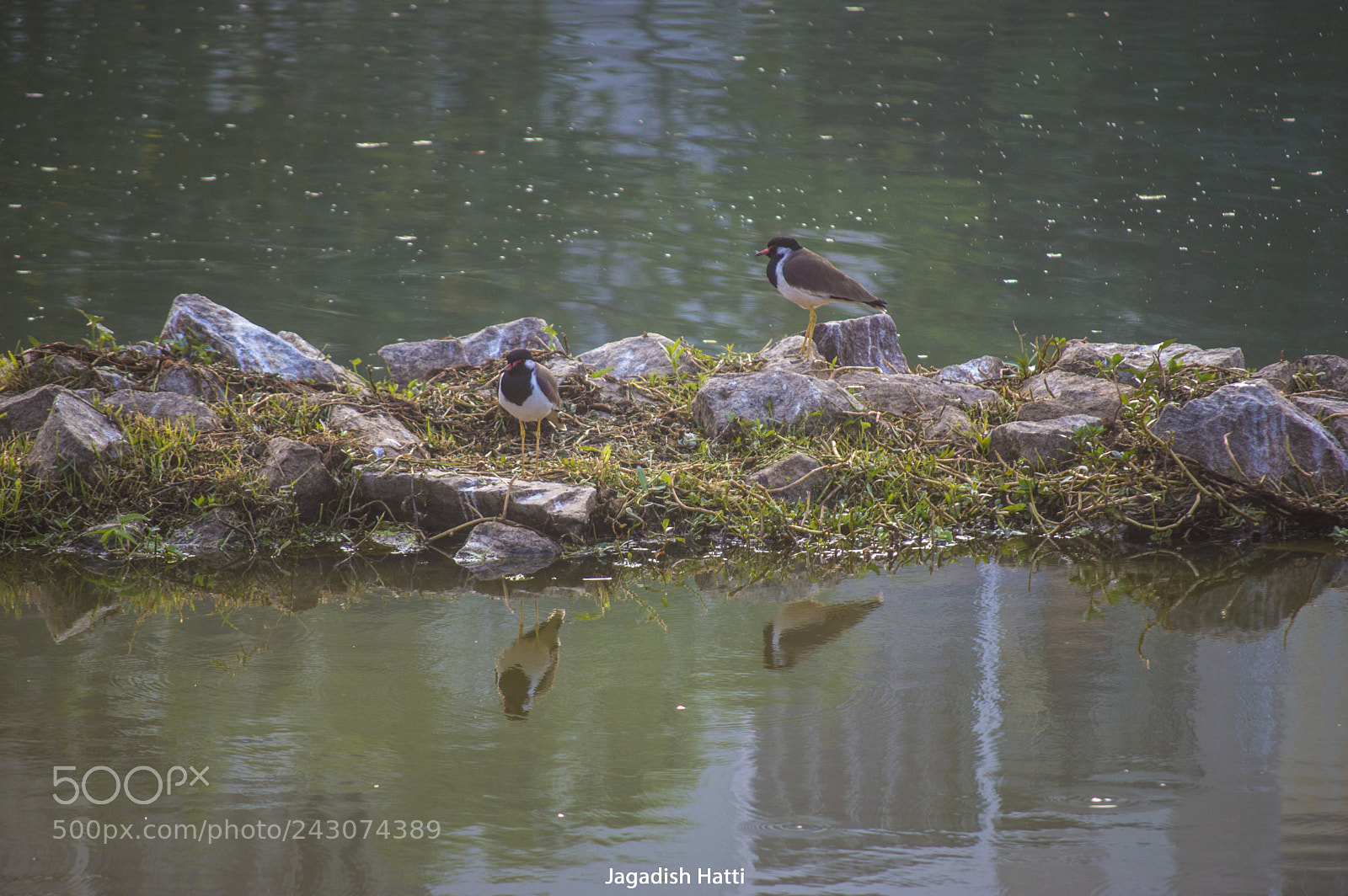 Nikon D3200 sample photo. Lap wing birds photography
