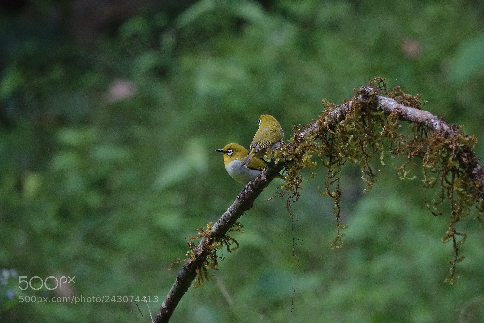 Sony Cyber-shot DSC-RX10 III sample photo. Oriental white-eye photography