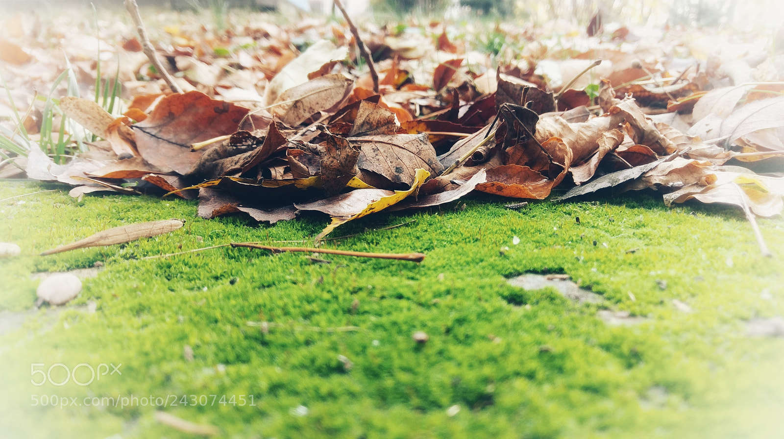 HTC 10 sample photo. Autumn spot photography