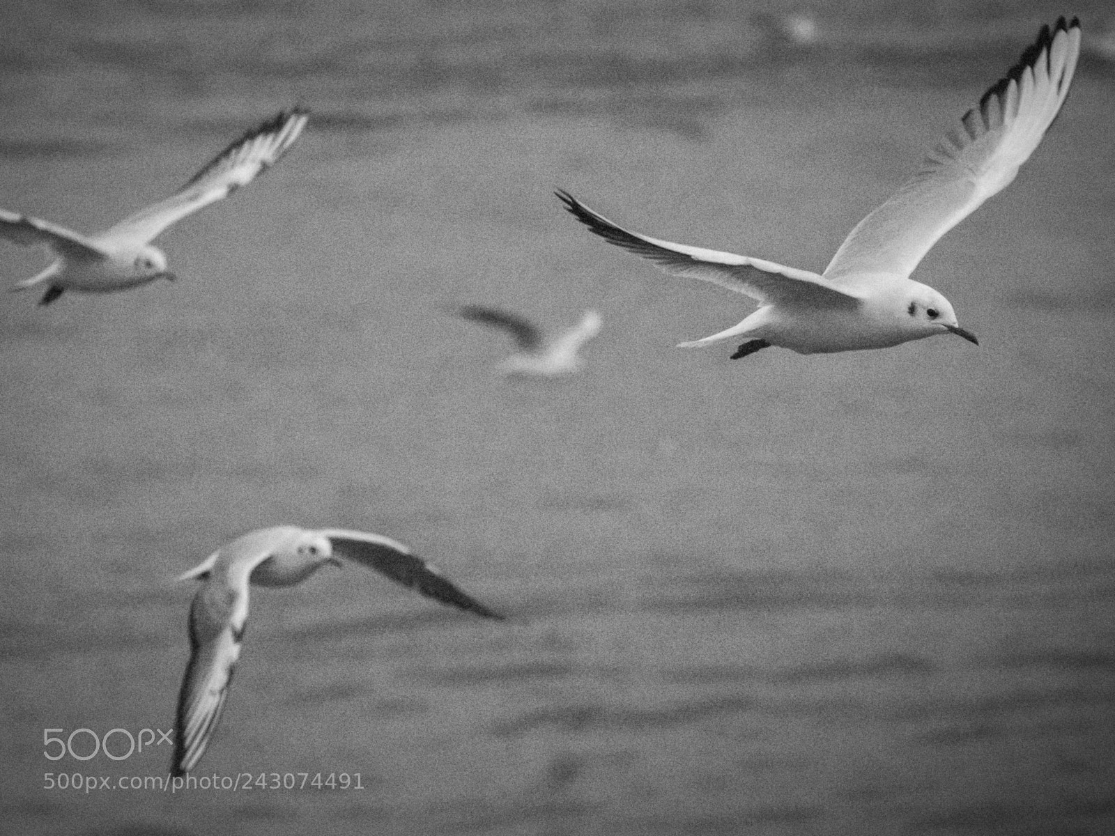 Nikon D7200 sample photo. Seagulls above river danube photography