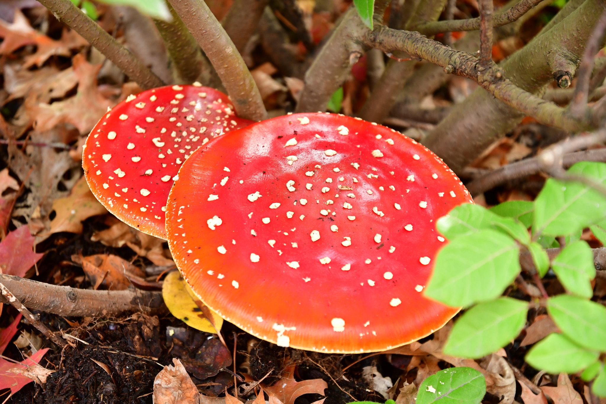 Nikon D7500 sample photo. Red mushrooms  photography