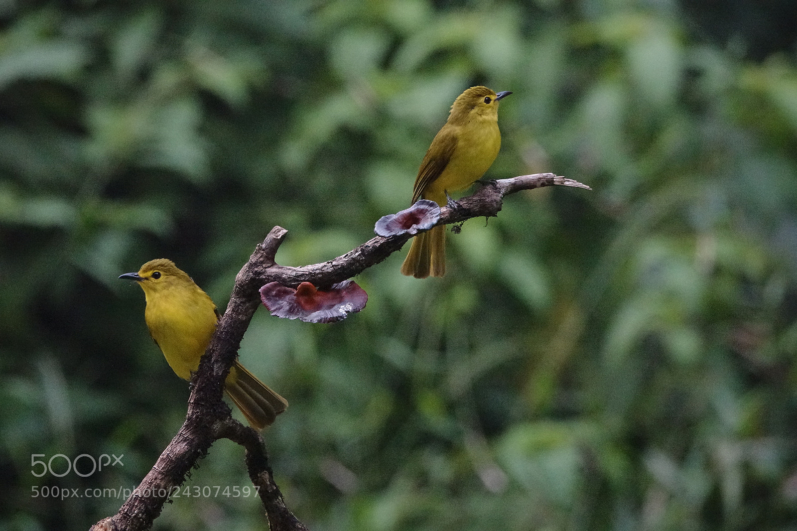 Sony Cyber-shot DSC-RX10 III sample photo. Flame throated bulbul photography