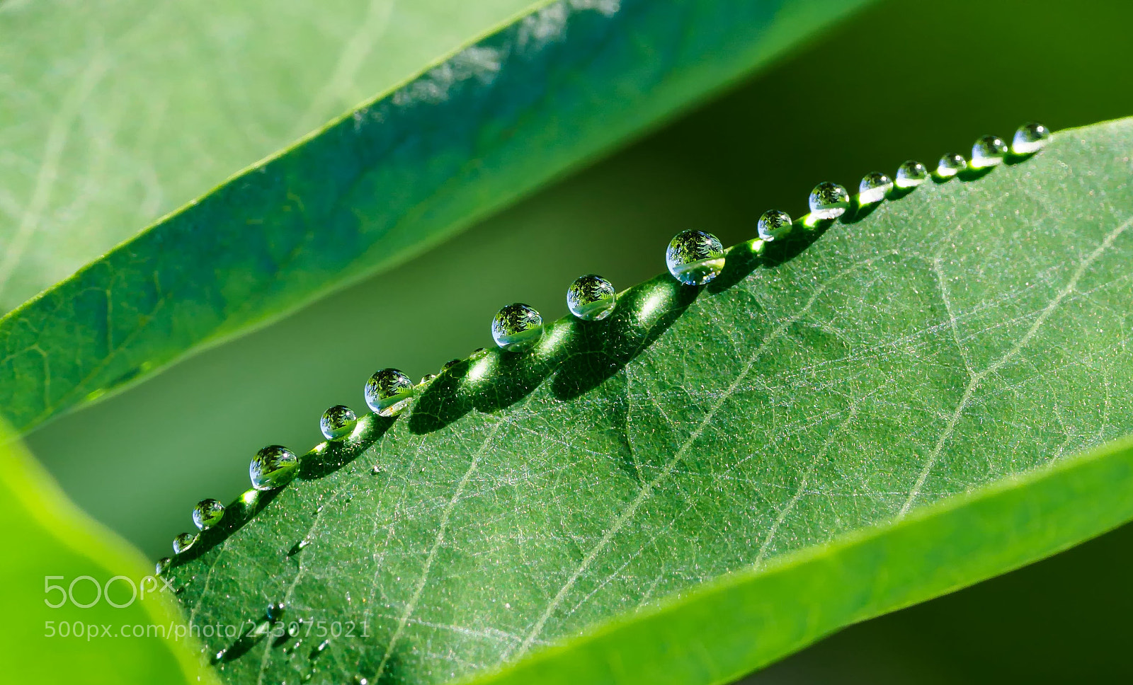 Olympus OM-D E-M1 Mark II sample photo. Water beads photography