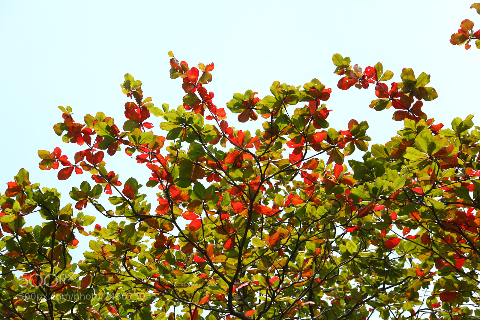 Canon EF 24-105mm F4L IS USM sample photo. Terminalia catappa l. photography