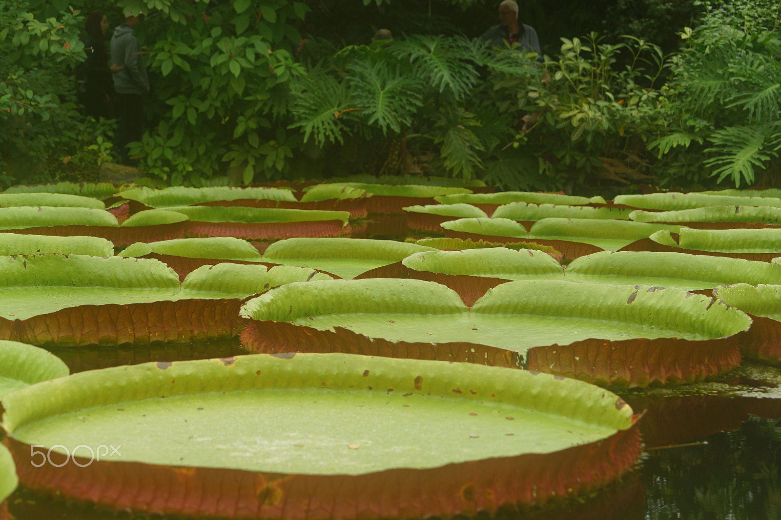 Sony 70-400mm F4-5.6 G SSM II sample photo. Water lilies in amazonica, diergaarde blijdorp photography