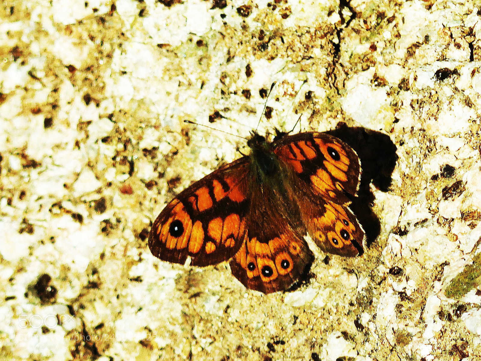 Panasonic Lumix DMC-FZ200 sample photo. Margenera comuna (wall brown) photography