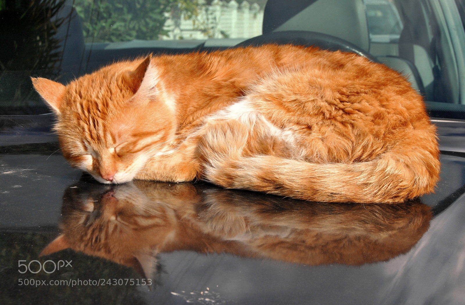Nikon D3000 sample photo. Tired cat... photography