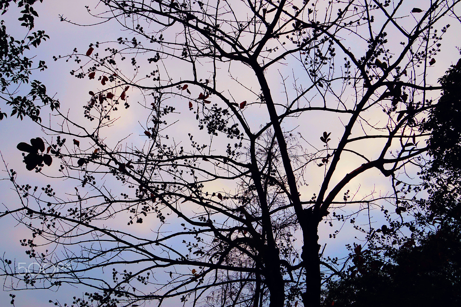 Sony FE 24-240mm F3.5-6.3 OSS sample photo. The outline of a tree photography