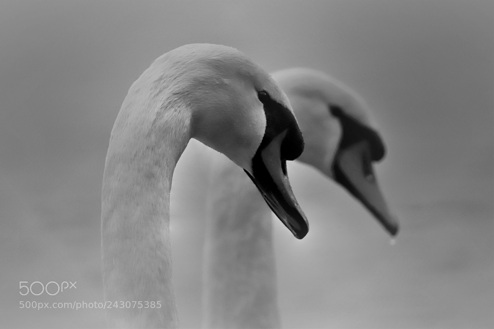 Canon EOS 6D Mark II sample photo. Couple photography