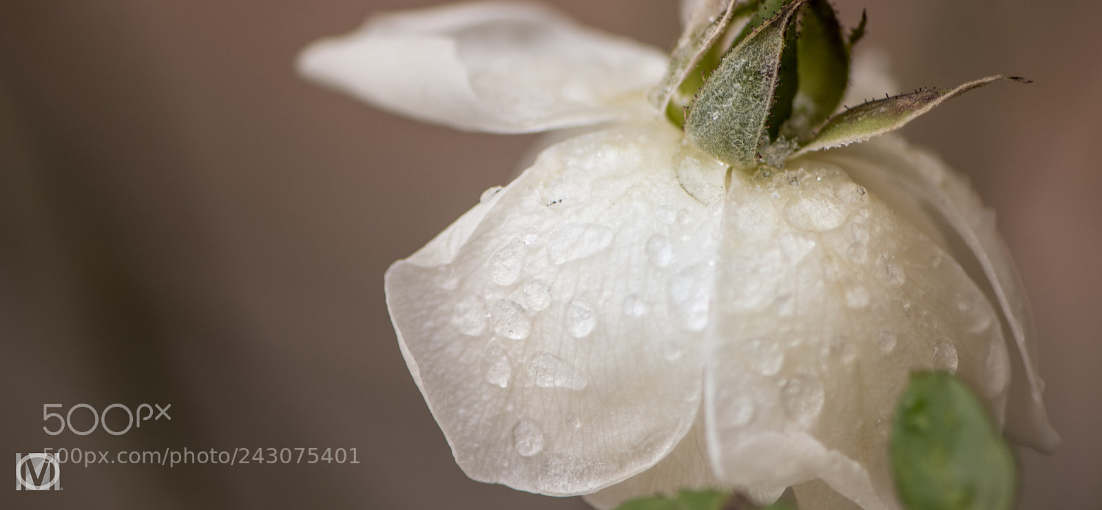 Nikon D850 sample photo. White rose photography