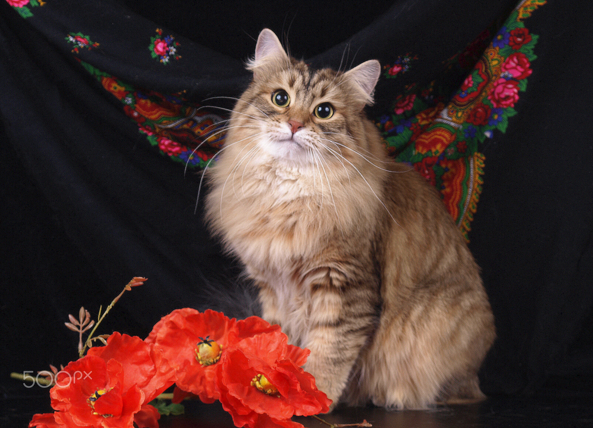 Cats, lovely fluffy pets.