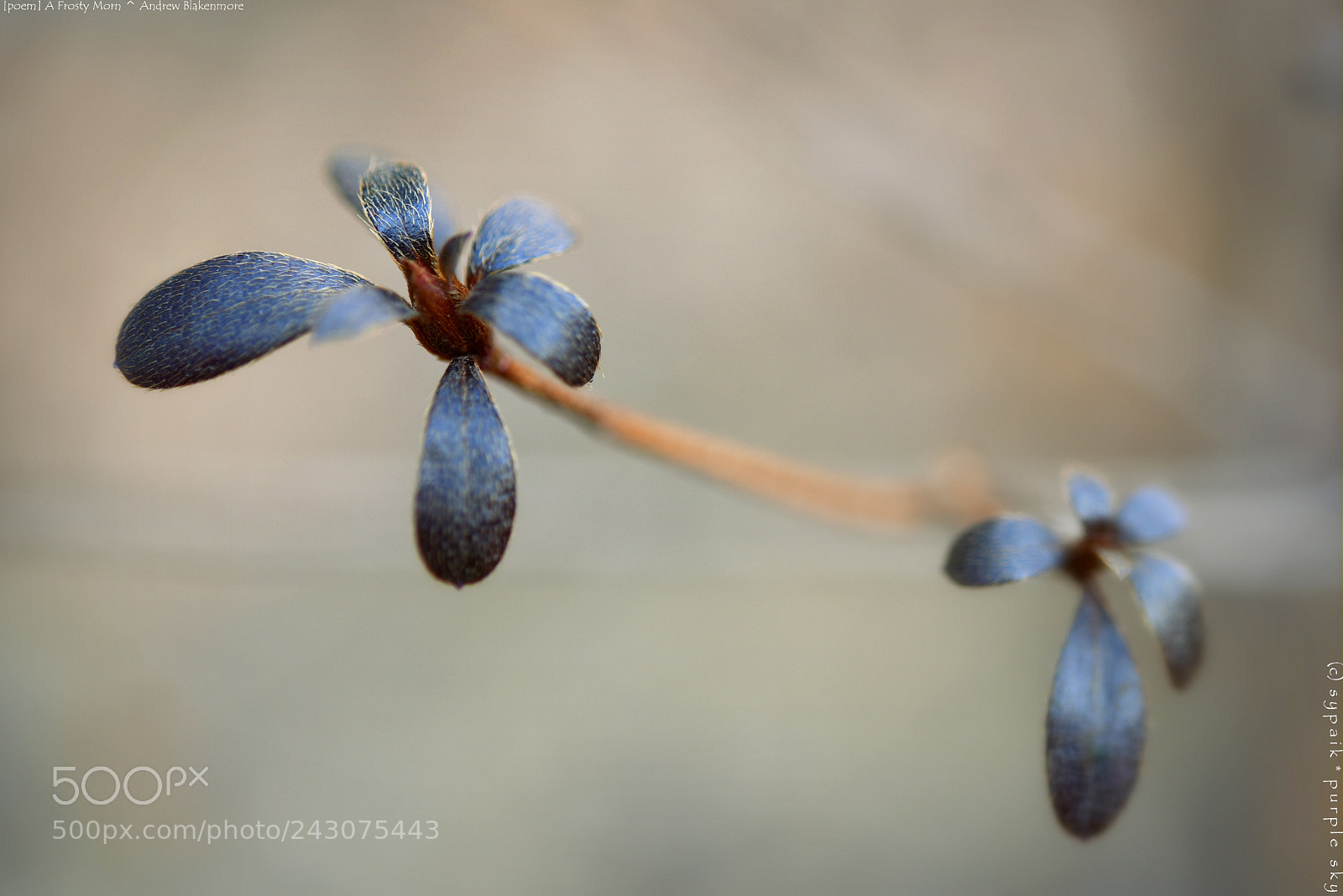 Nikon AF-S Micro-Nikkor 60mm F2.8G ED sample photo. A frosty morn ** photography