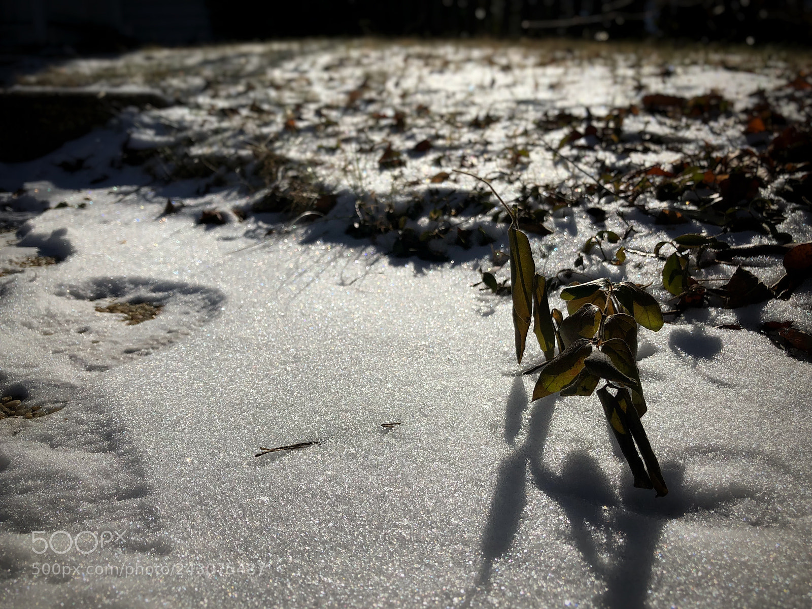 Apple iPhone 8 Plus sample photo. Winter’s touch photography