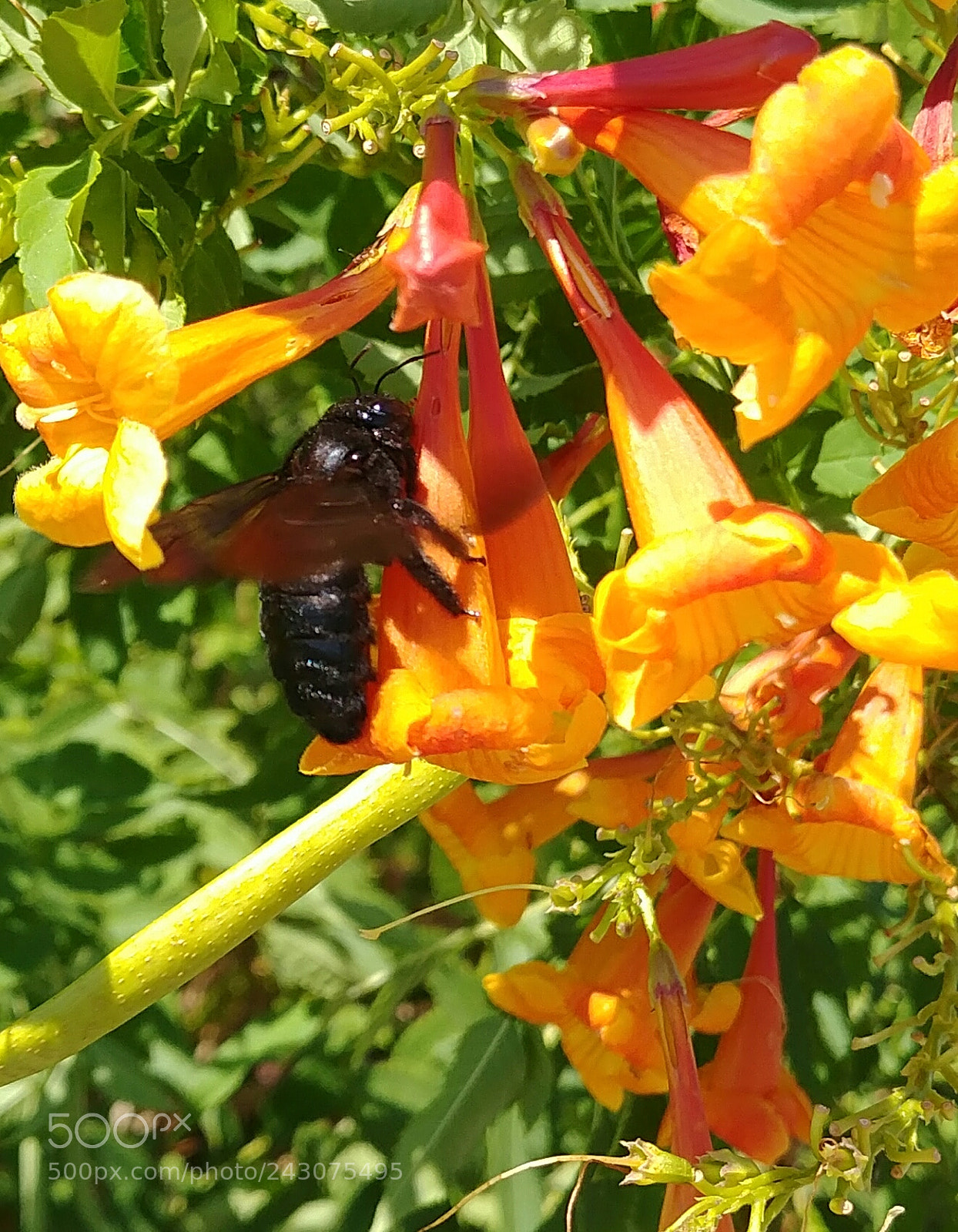 LG G6 sample photo. Black bee on trumpet photography