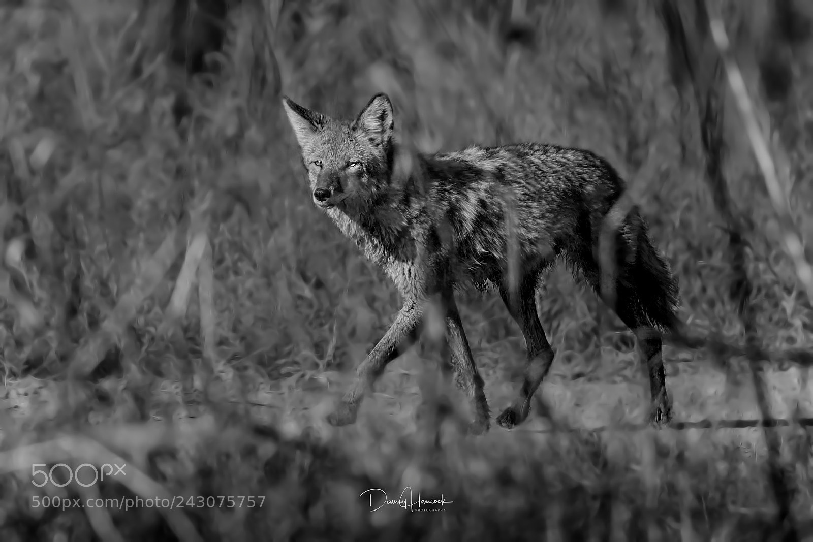 Canon EOS-1D X Mark II sample photo. Coyote on the hunt photography