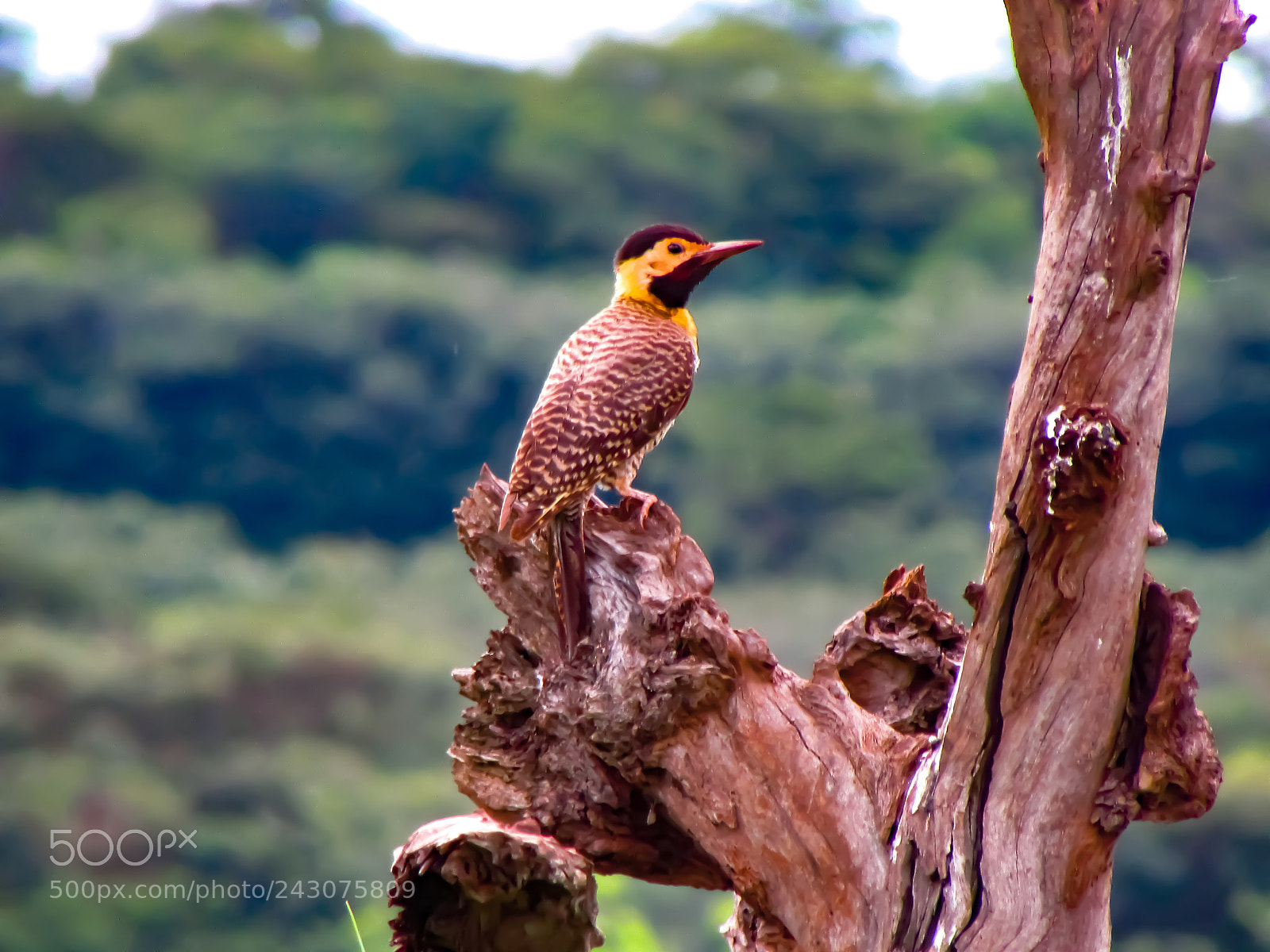 Canon PowerShot SX500 IS sample photo. Pica pau do campo photography