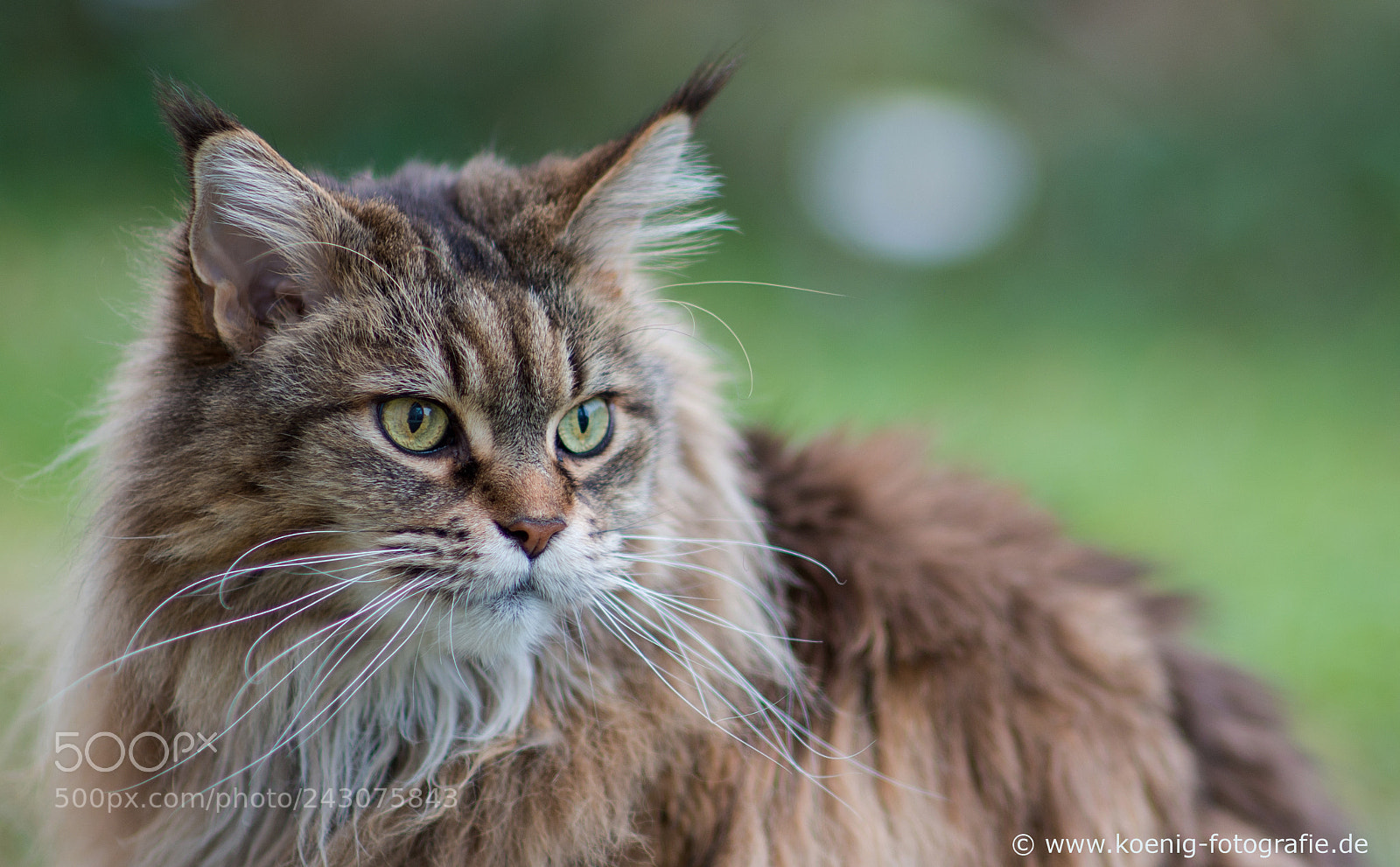 Nikon D800 sample photo. Maine coon forest cat photography