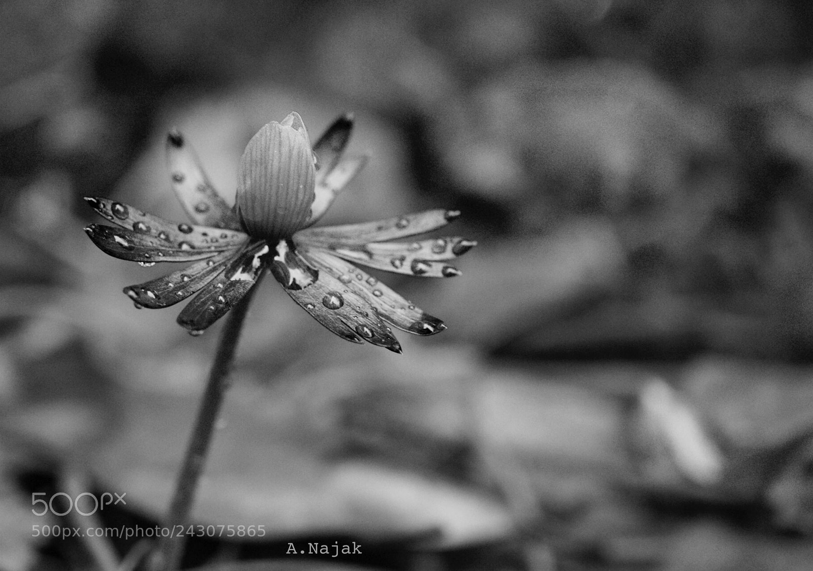 Olympus PEN-F sample photo. Winter aconite b&w photography
