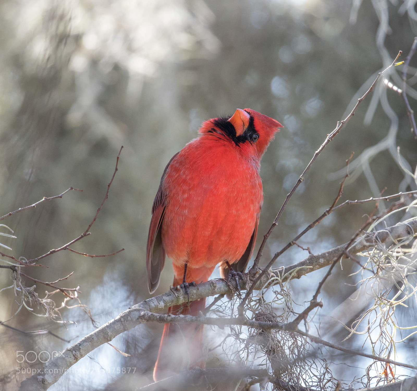 Canon EOS 7D Mark II sample photo. Curious cardinal photography
