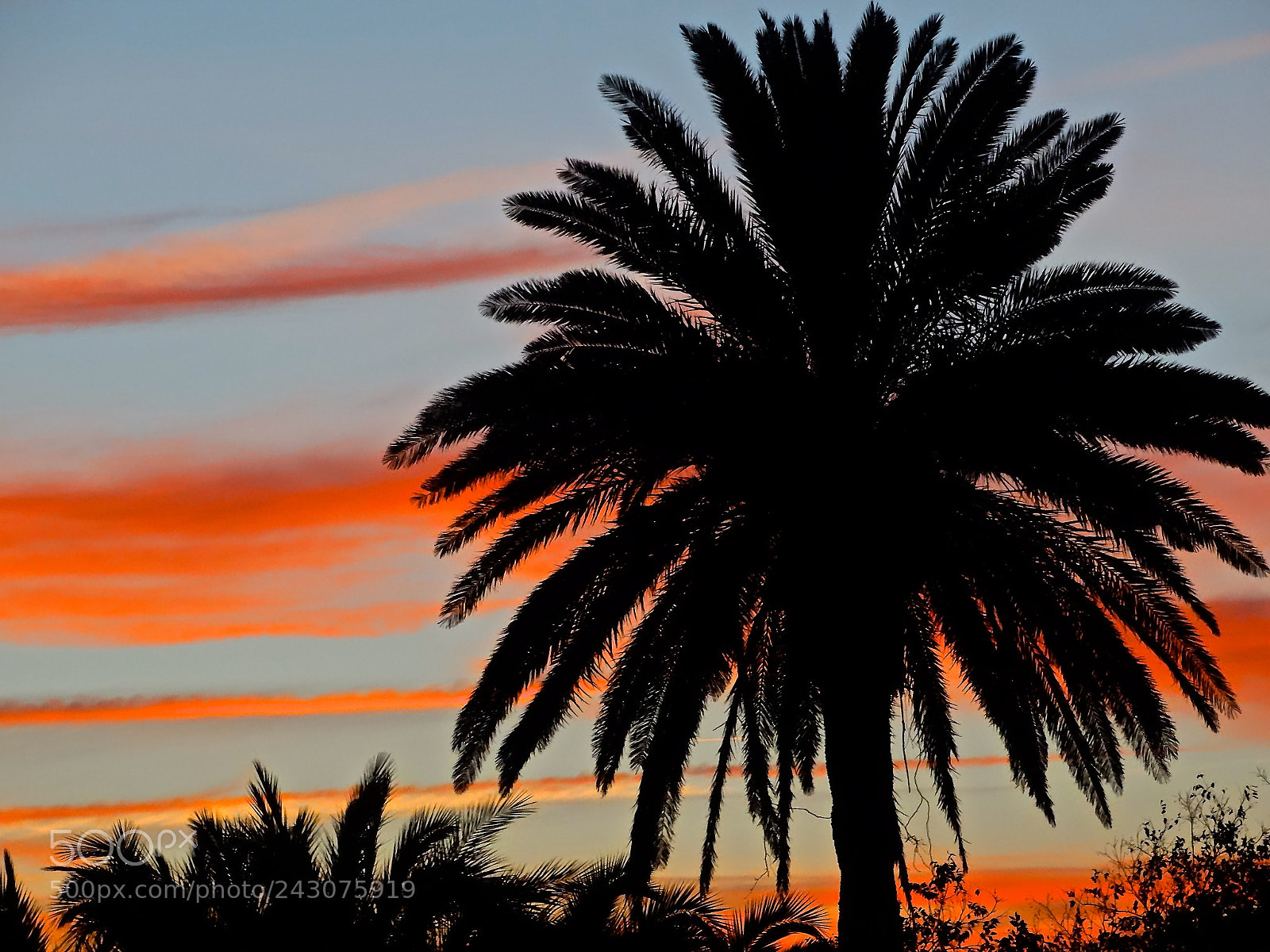 Sony Cyber-shot DSC-HX300 sample photo. Palm at sunset photography