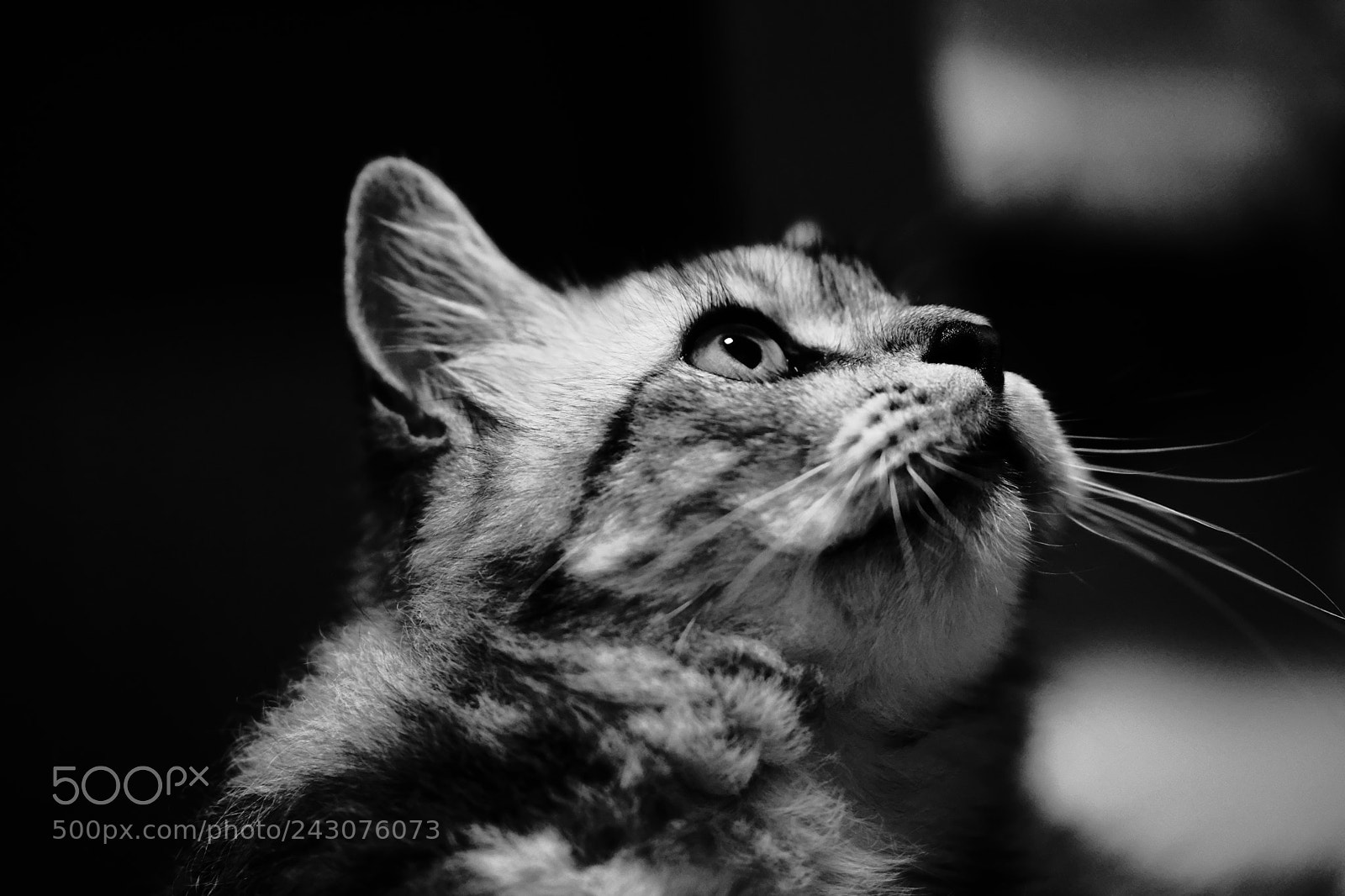 Fujifilm X-T2 sample photo. Answering to his higher photography