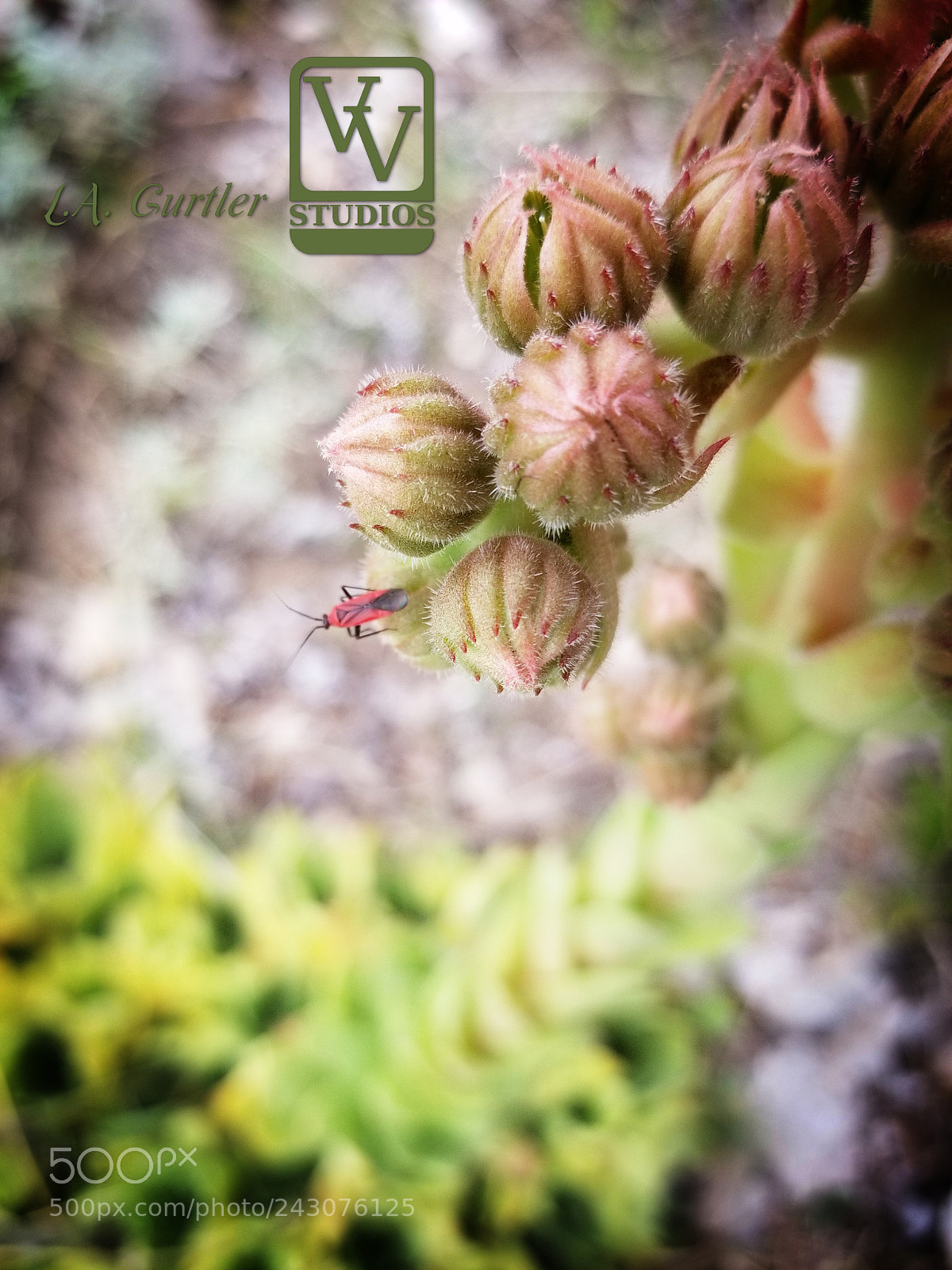 Samsung Galaxy S8 sample photo. Scarlet plant bug on photography
