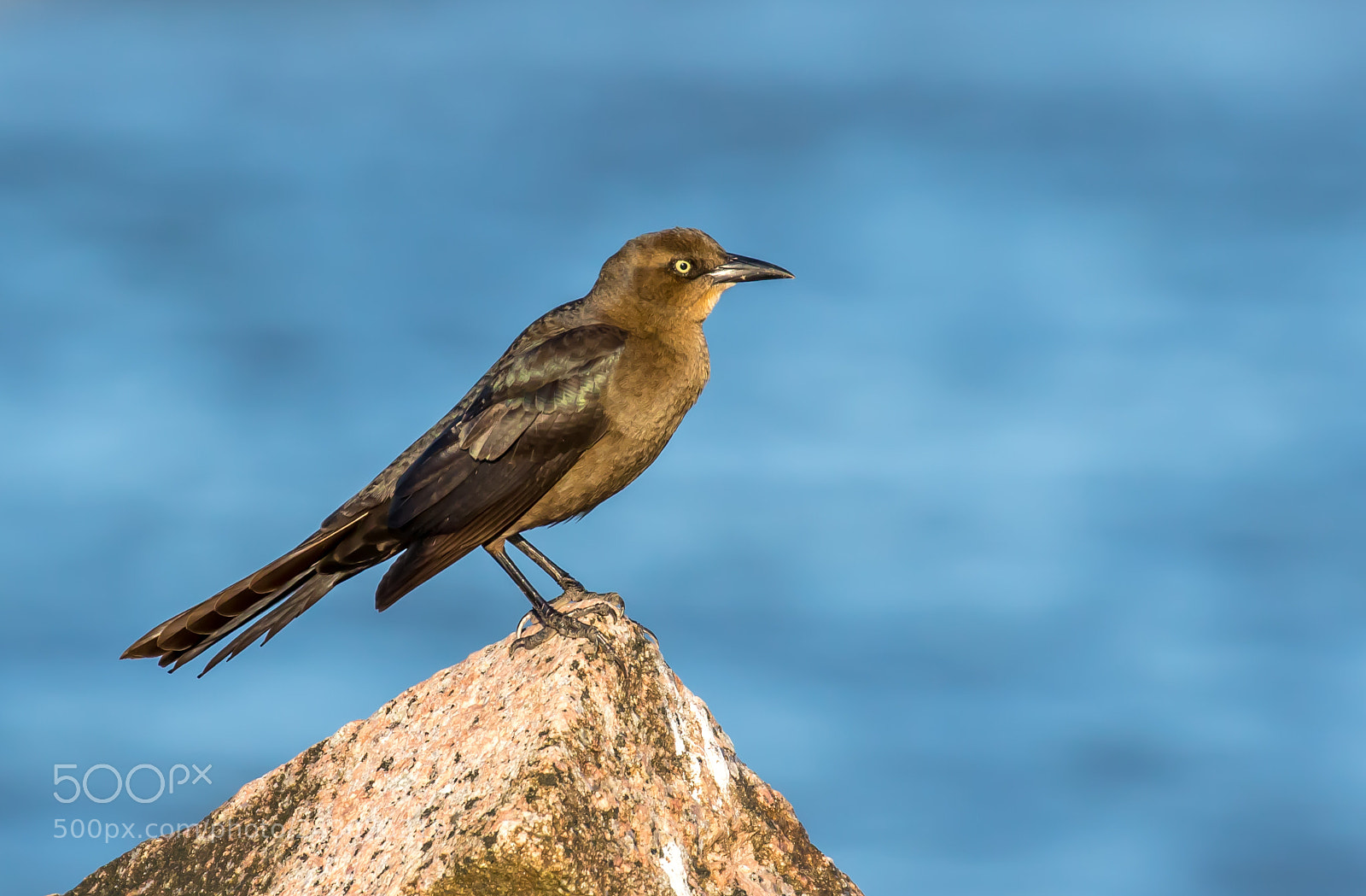 Canon EOS 7D Mark II sample photo. Boat-tailed grackle photography