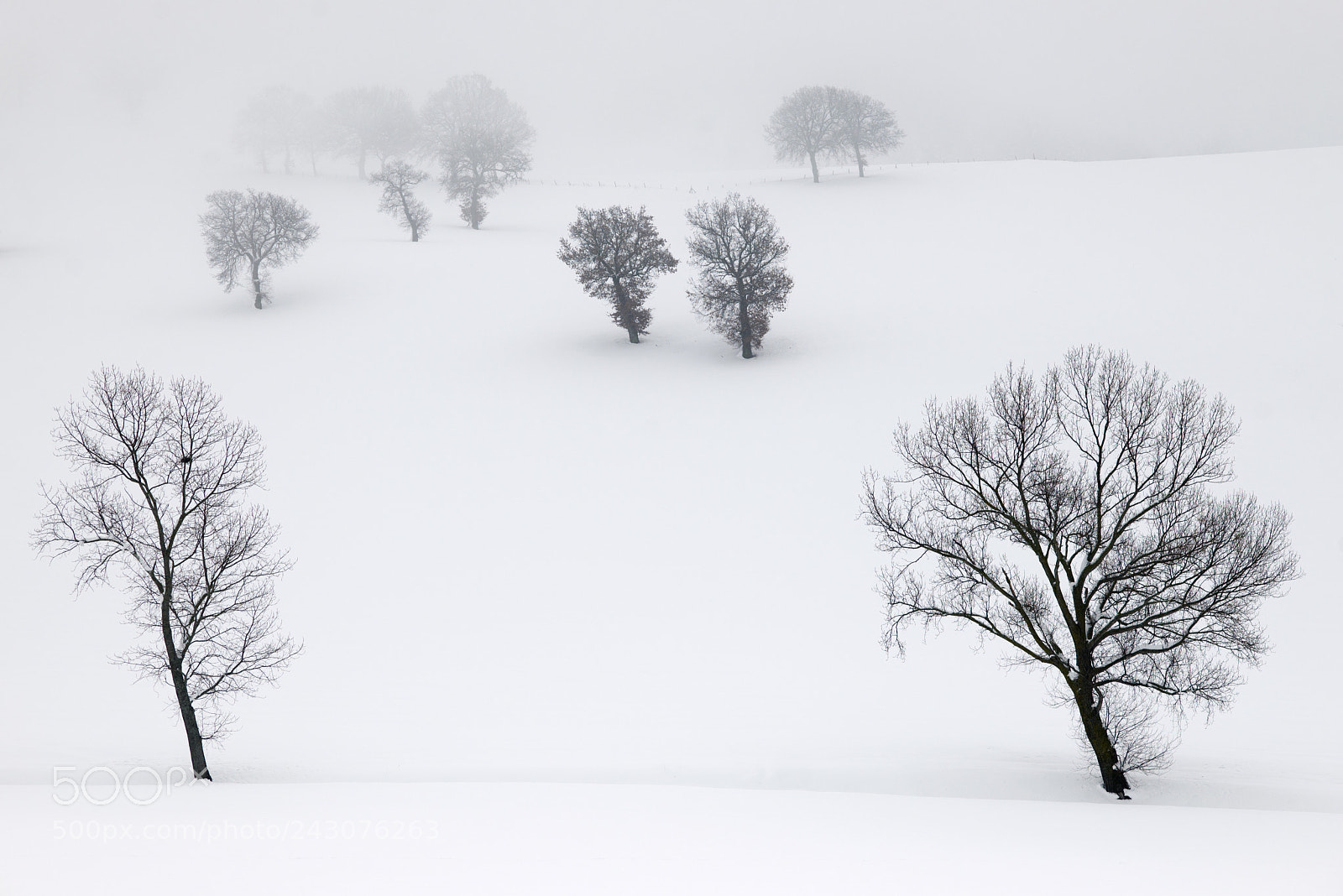 Nikon D610 sample photo. Pure white photography