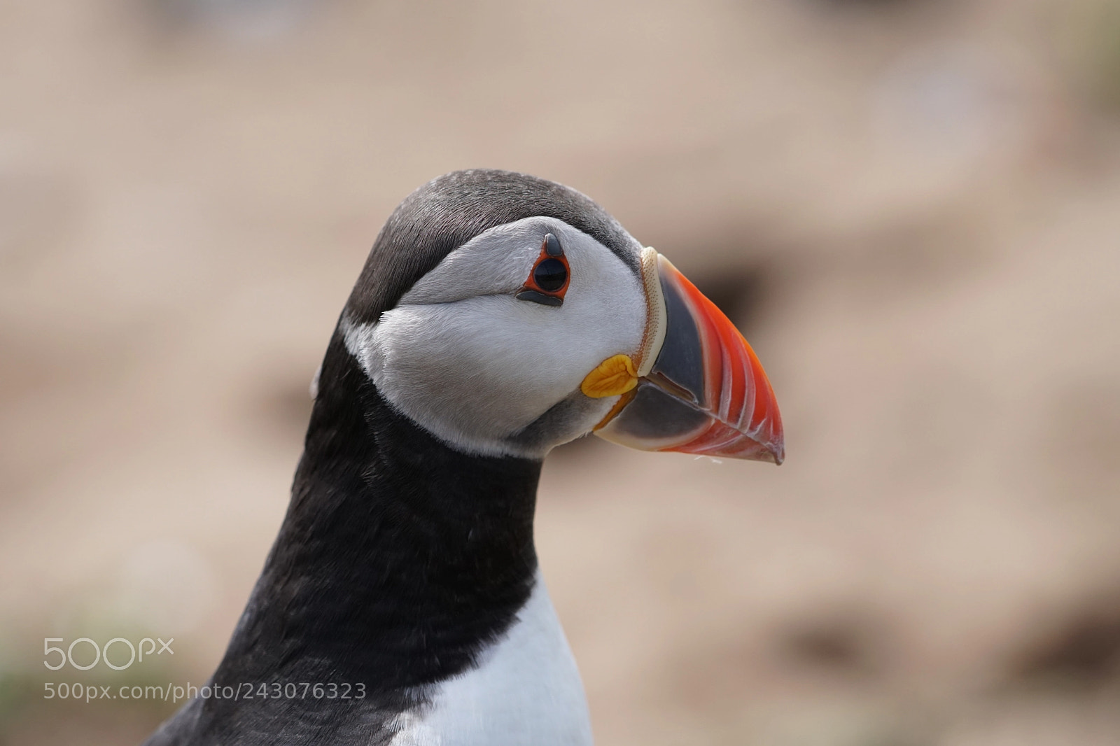 Sony a6500 sample photo. Puffin on skomer photography