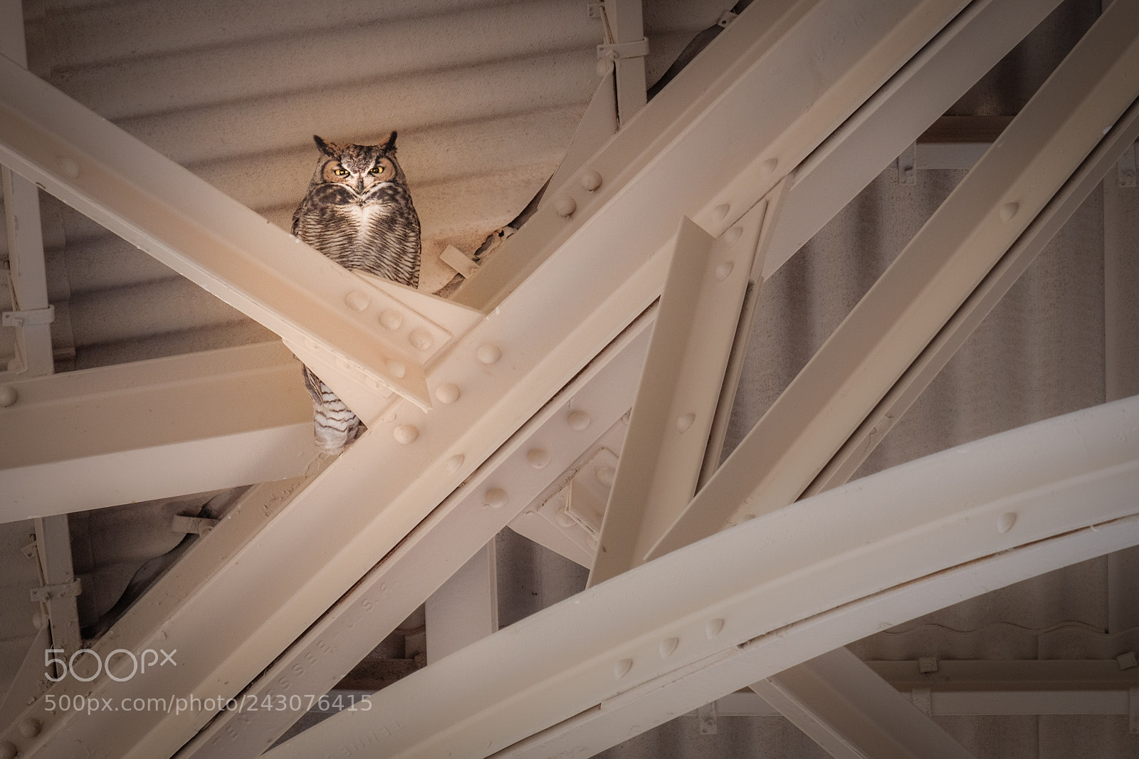 Fujifilm X-T1 sample photo. Casa grande owl photography