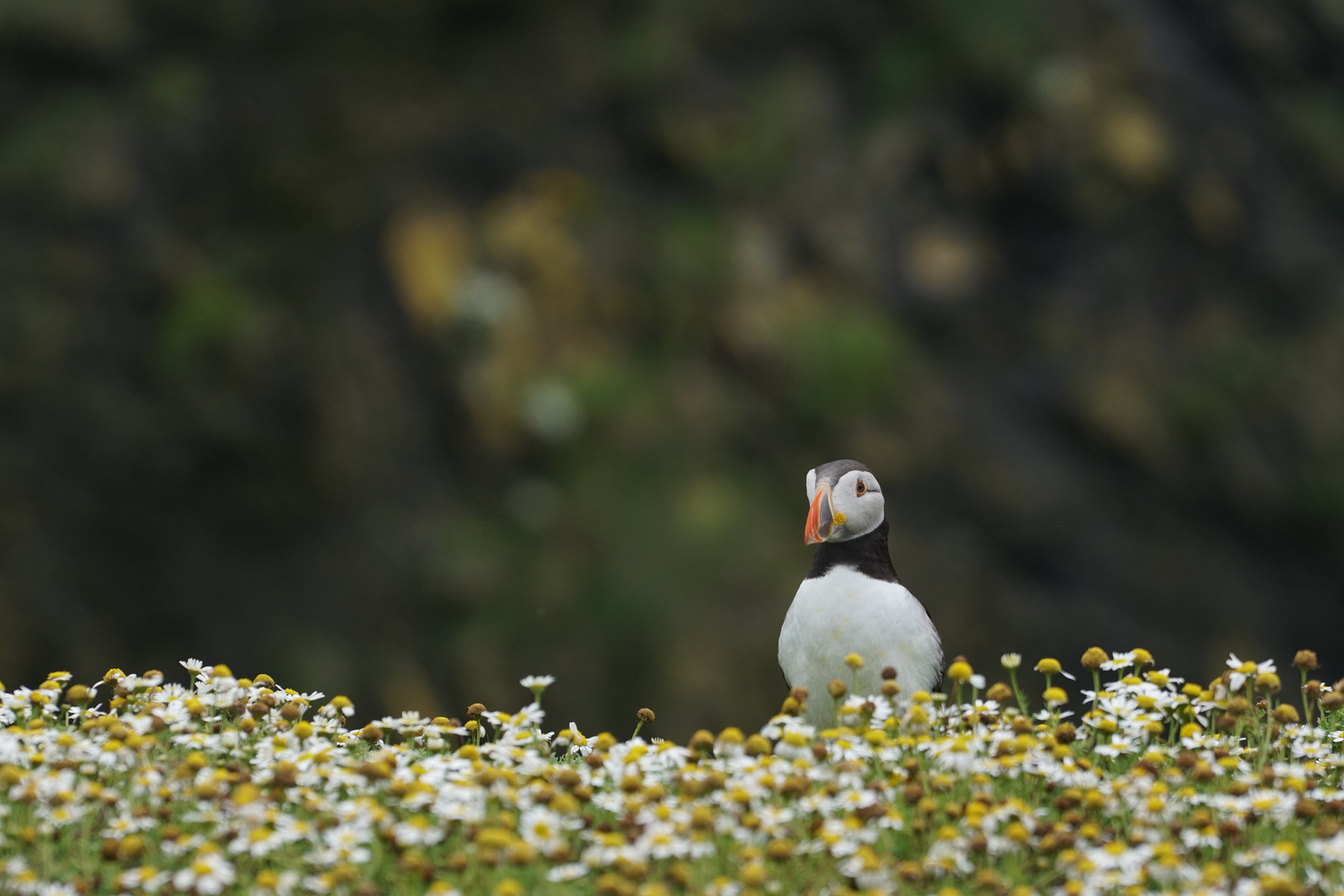 Sony a6500 + Sony FE 70-200mm F4 G OSS sample photo. Puffin on skomer photography
