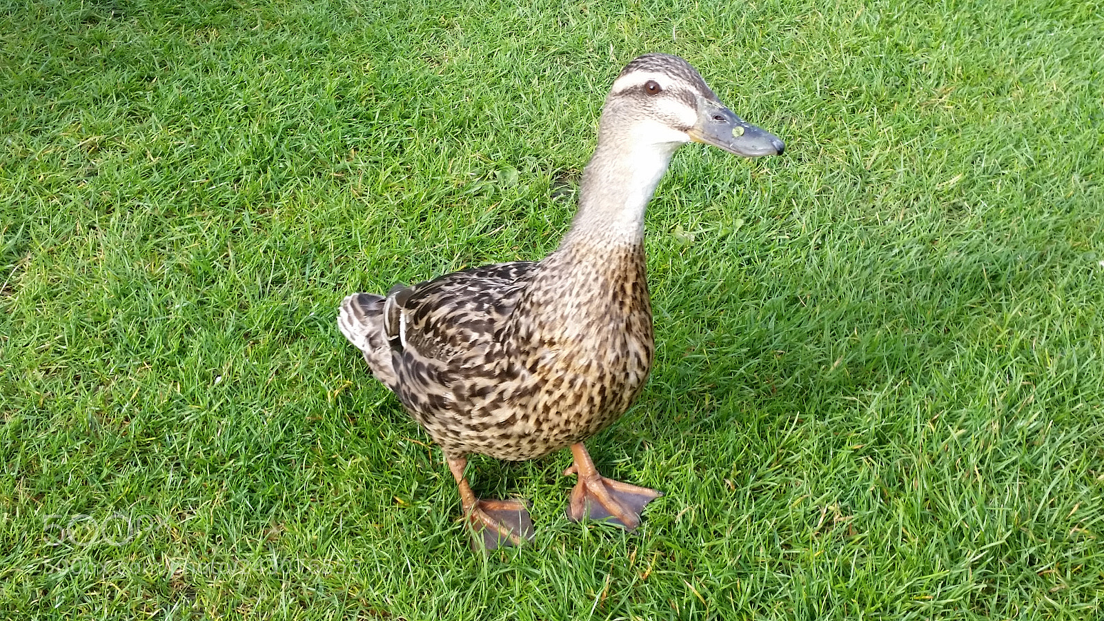 Samsung Galaxy S5 sample photo. Ducky photography