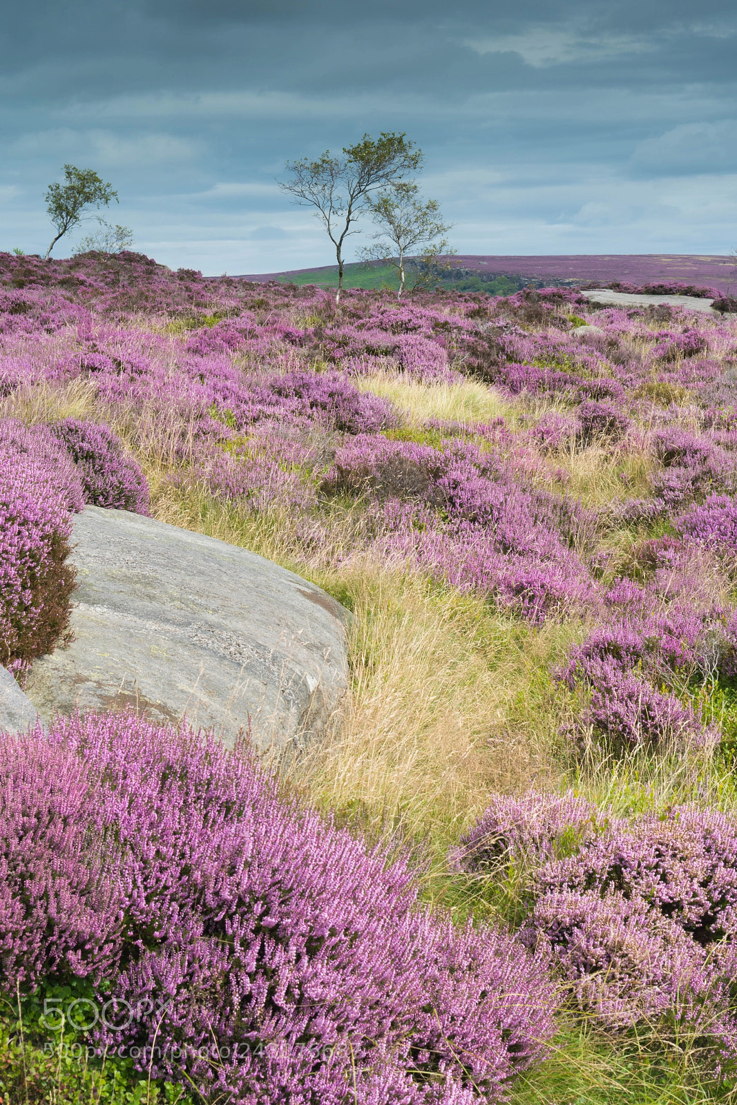 Sony a7R II sample photo. Heather blossoming in the photography