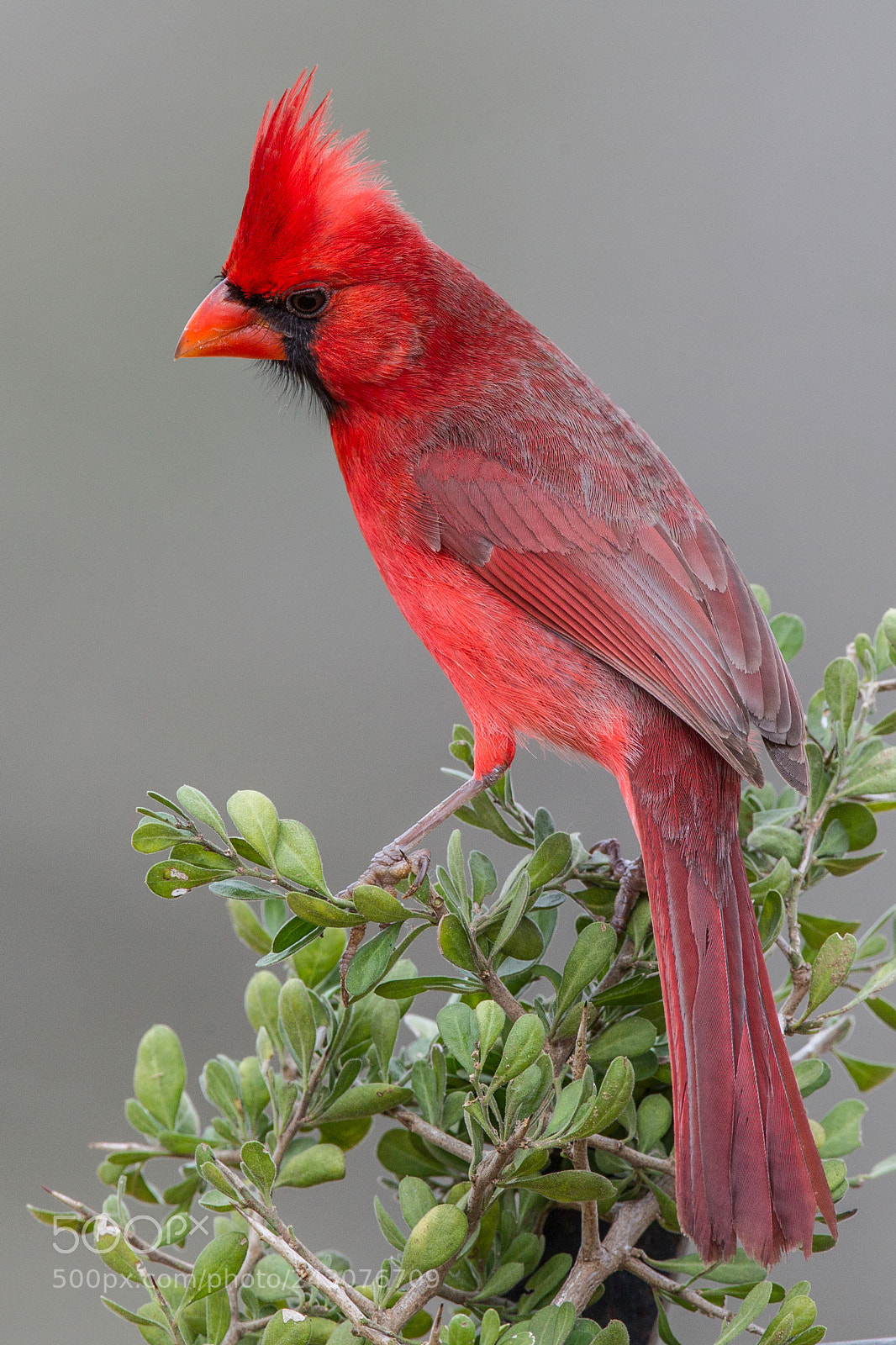 Canon EOS-1D Mark IV sample photo. Northern cardinal photography