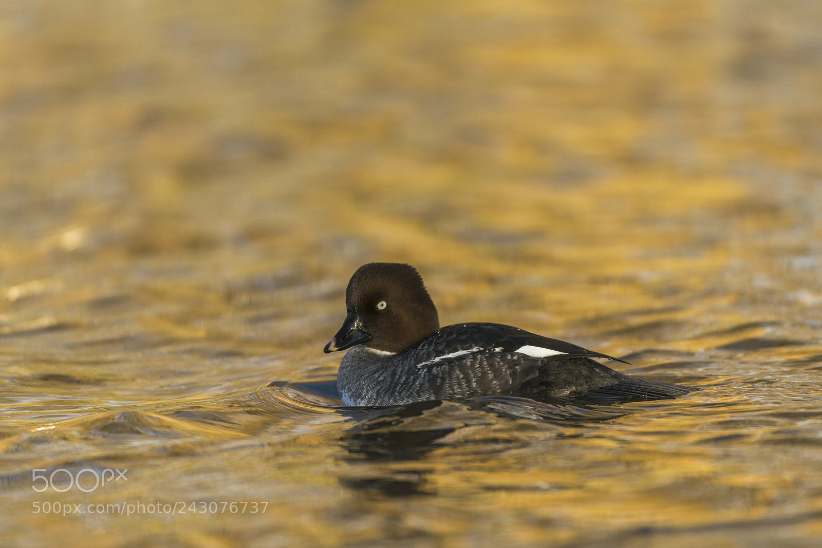 Sony a99 II sample photo. Goldeneye duck photography