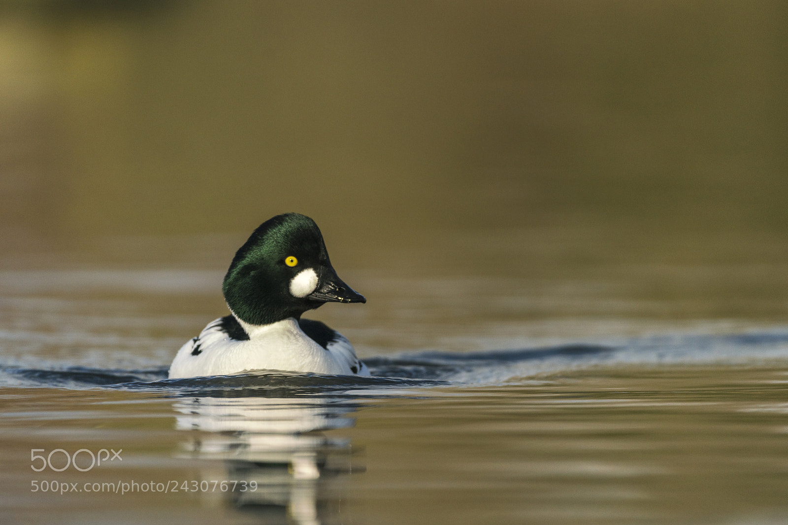 Sony a99 II sample photo. Goldeneye duck photography