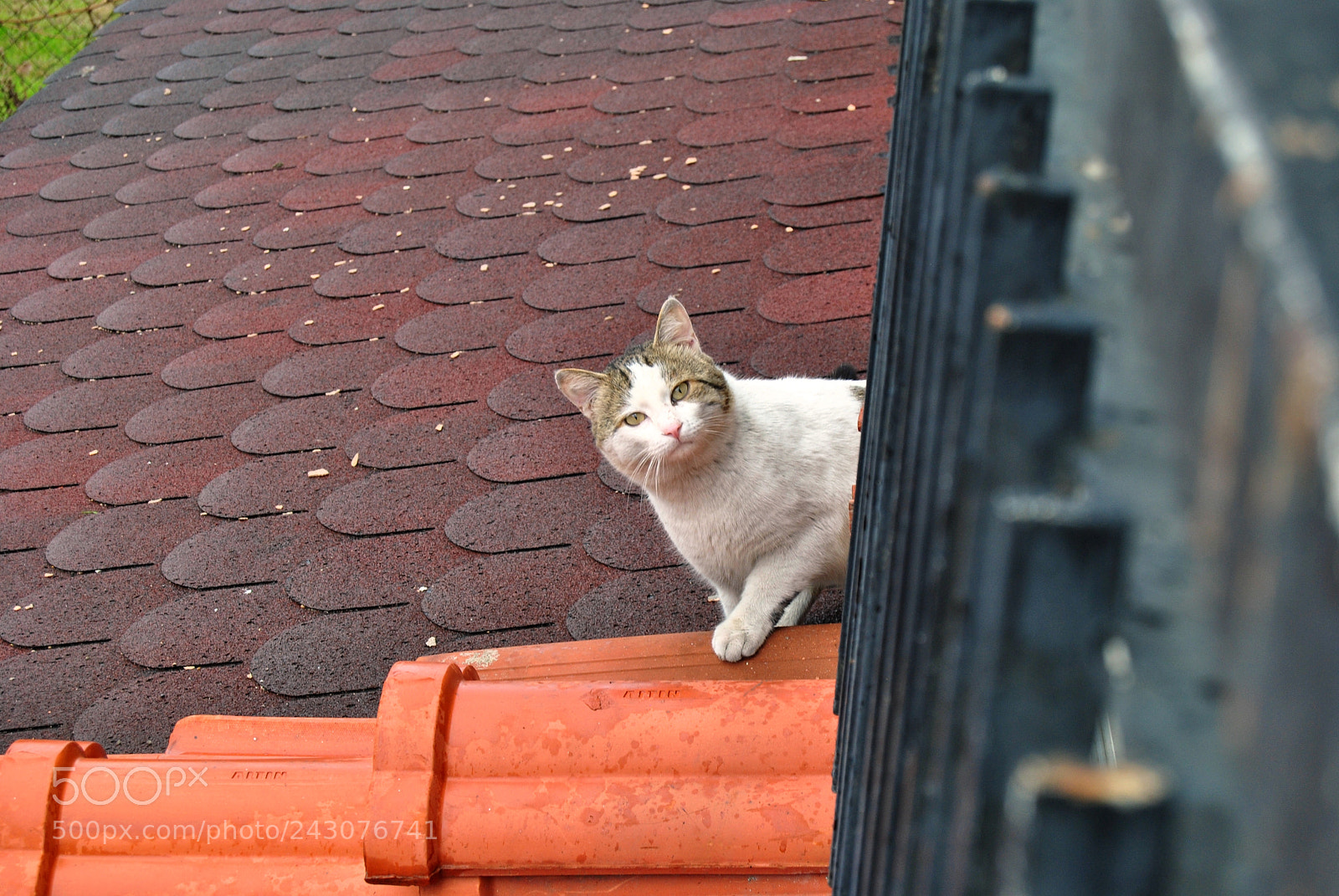 Nikon D3000 sample photo. Curious cat... photography