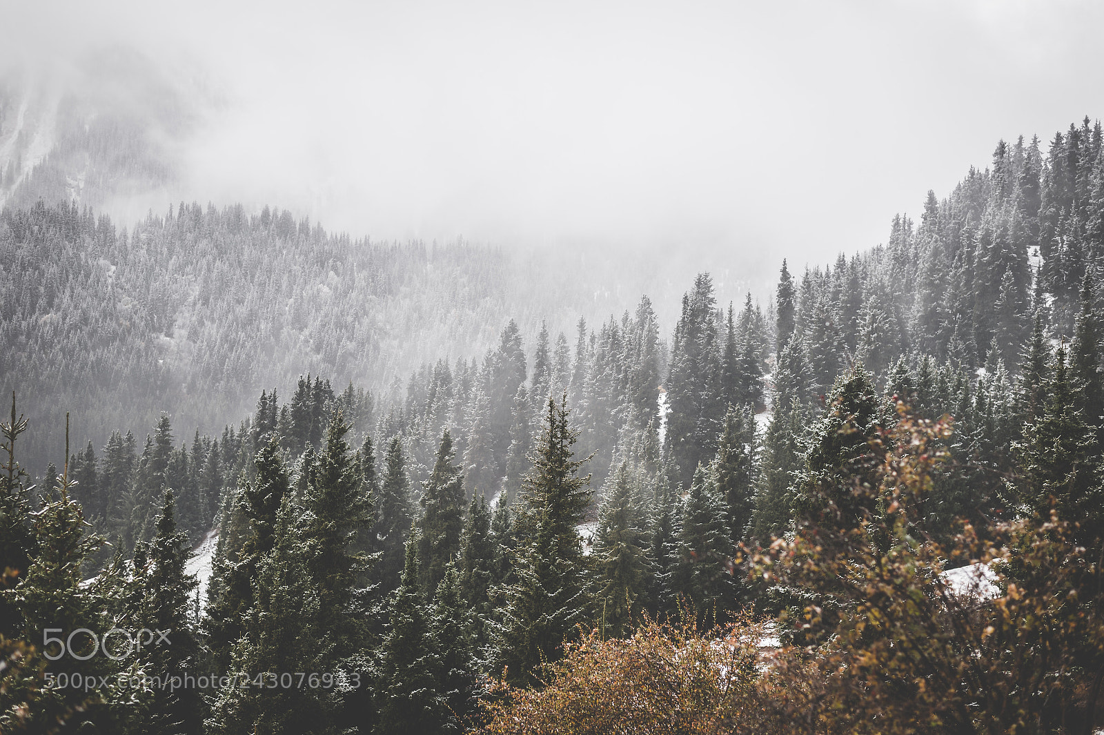 Nikon Df sample photo. Pines. photography