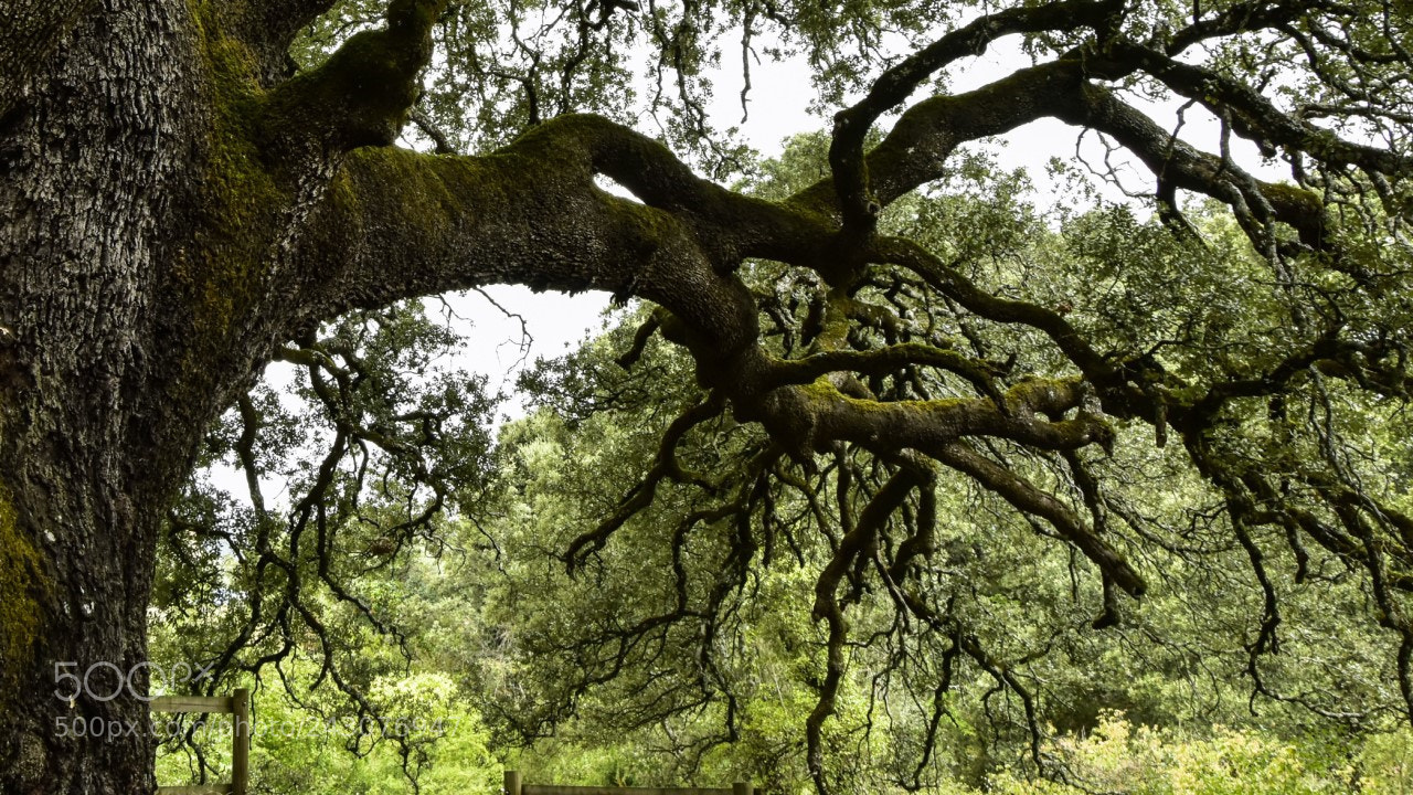 Nikon D7200 sample photo. Encina photography