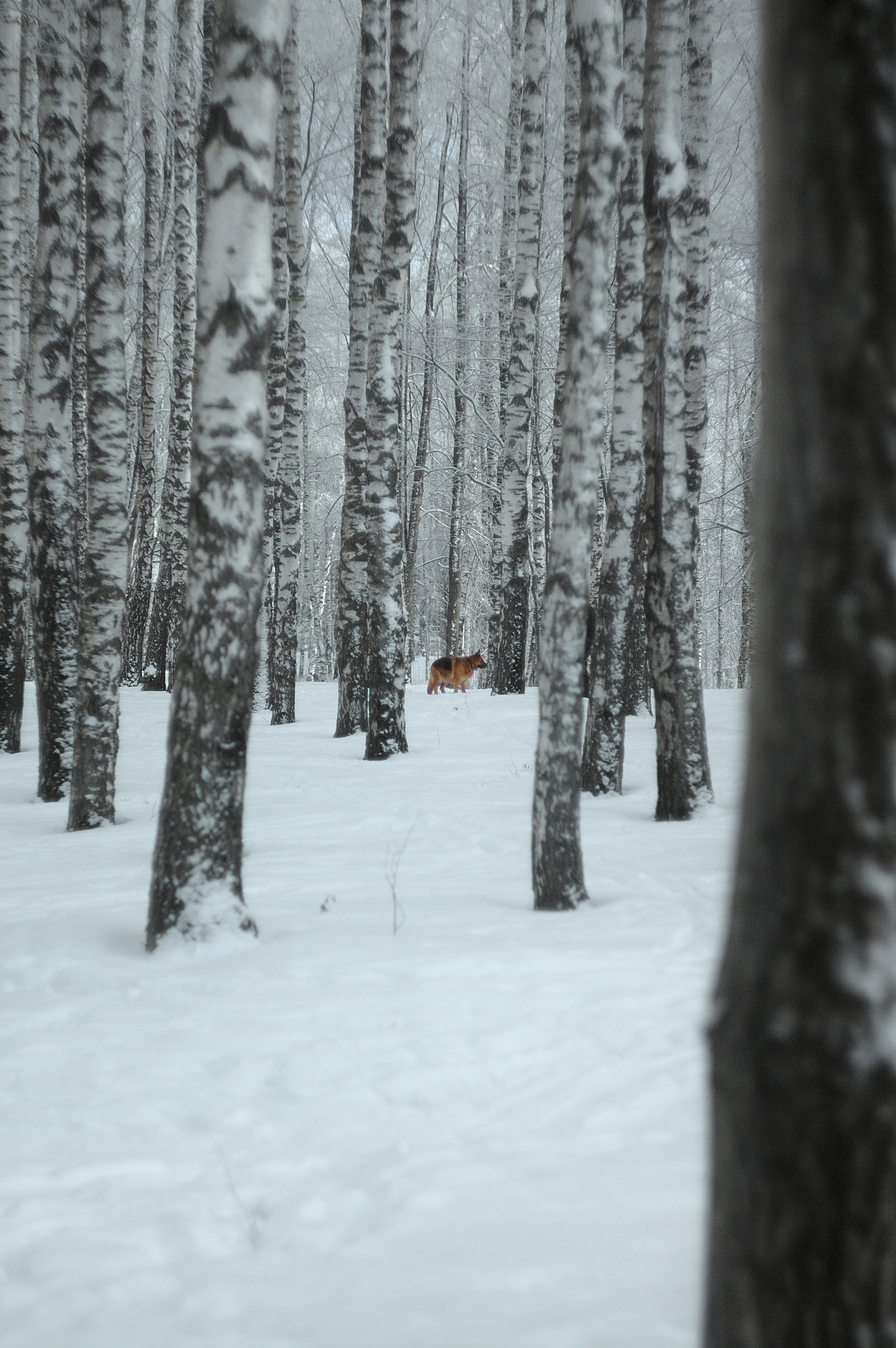 Canon EF 35-80mm f/4-5.6 sample photo. Russian winter photography