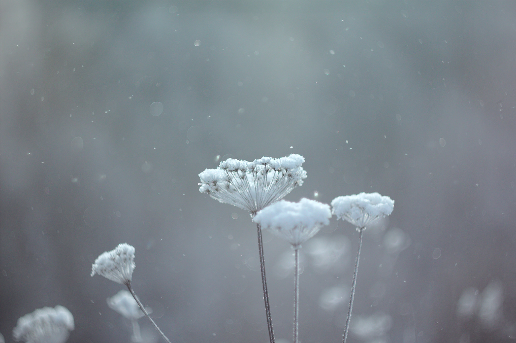Canon EF 35-80mm f/4-5.6 sample photo. Russian winter photography