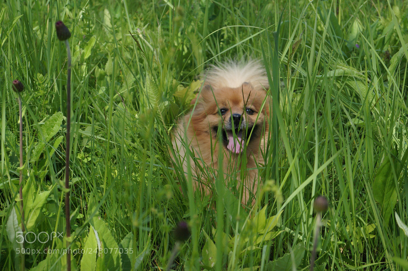 Sony SLT-A57 sample photo. Untitled photography