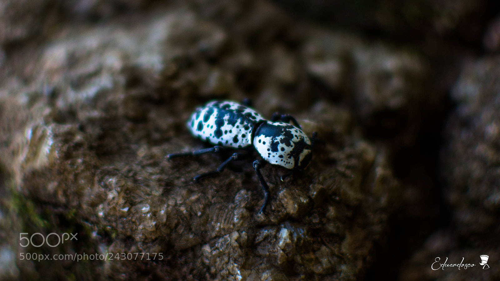 Nikon D7100 sample photo. Bicho photography