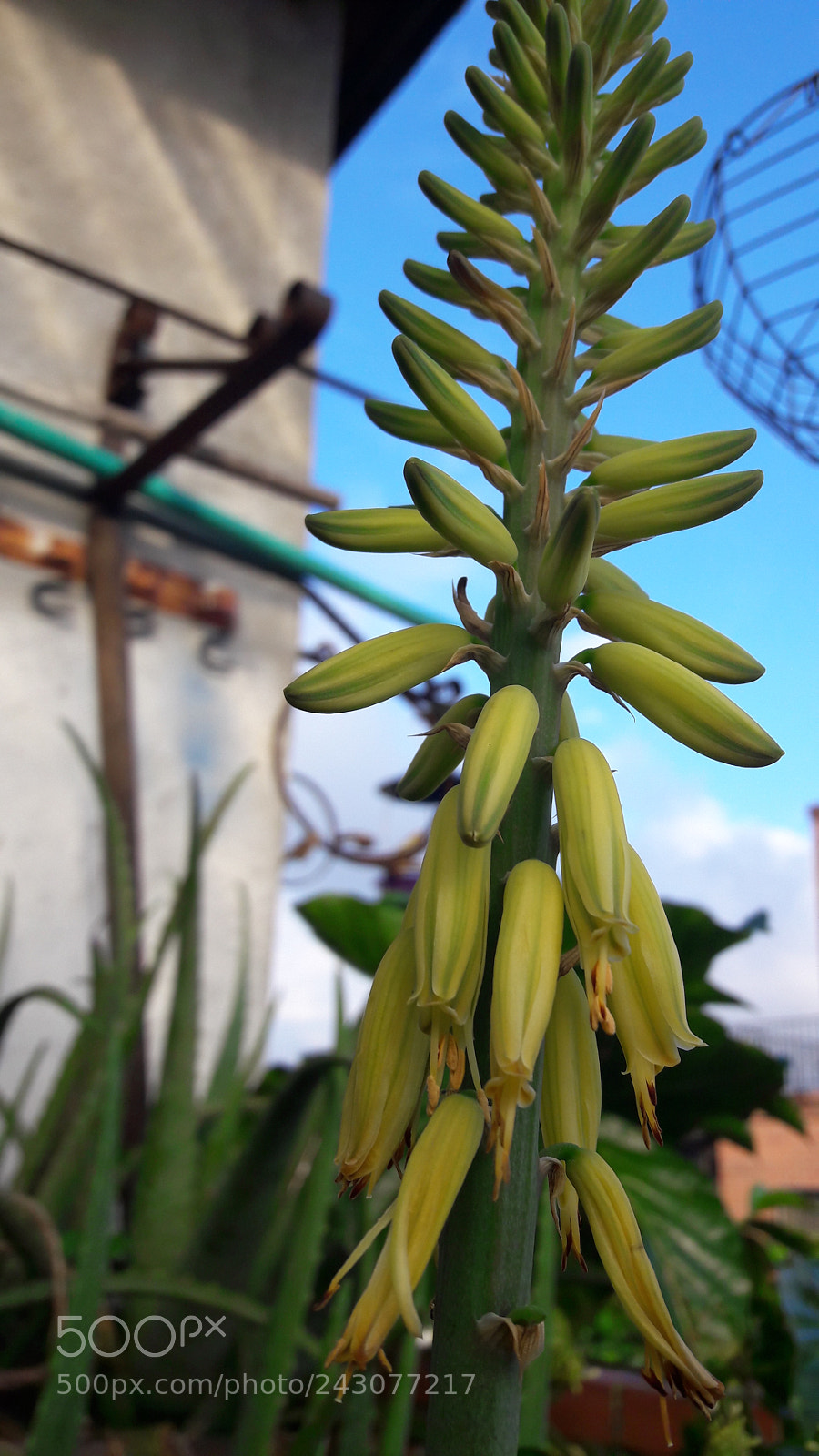 Samsung Galaxy A5(2016) sample photo. Flor de aloe vera photography